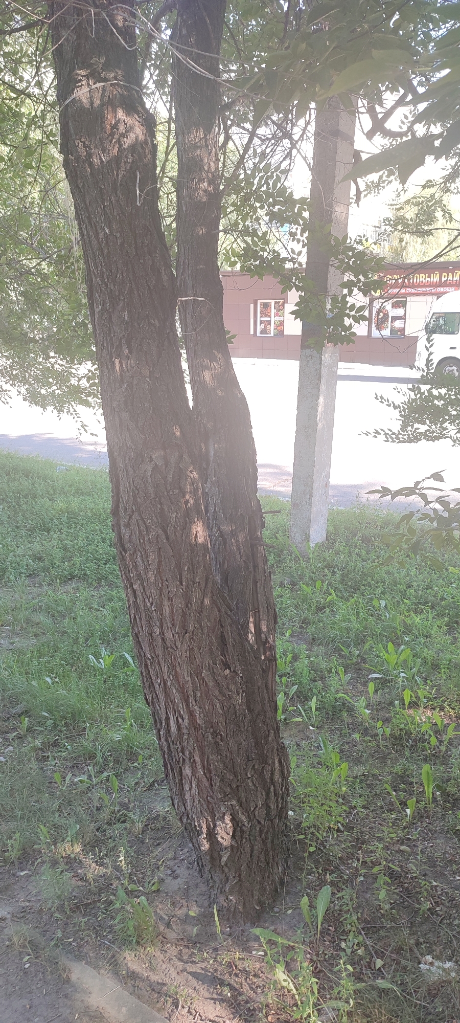 The image shows a view of a street in Novoaltaysk, Russia, on a sunny day. In the foreground, a large tree trunk with rough bark is visible, splitting into two main branches. The ground around the tree is covered with grass and dirt. In the background, a light-colored concrete pillar stands to the right of the tree. Further behind the pillar, a building with a sign that reads "ФРУКТОВЫЙ РАЙ" (Fruit Paradise) in Russian is visible, along with windows decorated with images of fruits. A white van is parked in front of the building. The environment appears to be an urban or suburban setting with foliage from trees and plants throughout. The lighting suggests it is daytime, with sunlight casting shadows on the ground and tree trunk. There are no people clearly depicted in the image.