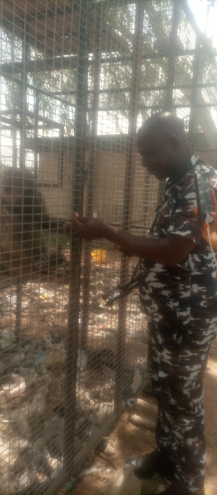 An individual wearing a camouflage uniform is standing outside a metal cage in Kuson, Nigeria, reaching a hand into the cage. The cage contains debris on the ground and appears to be an enclosure for animals. Sunlight filters through the trees and cage, creating a bright, somewhat hazy atmosphere. The individual's face is partially obscured as they focus on the action.