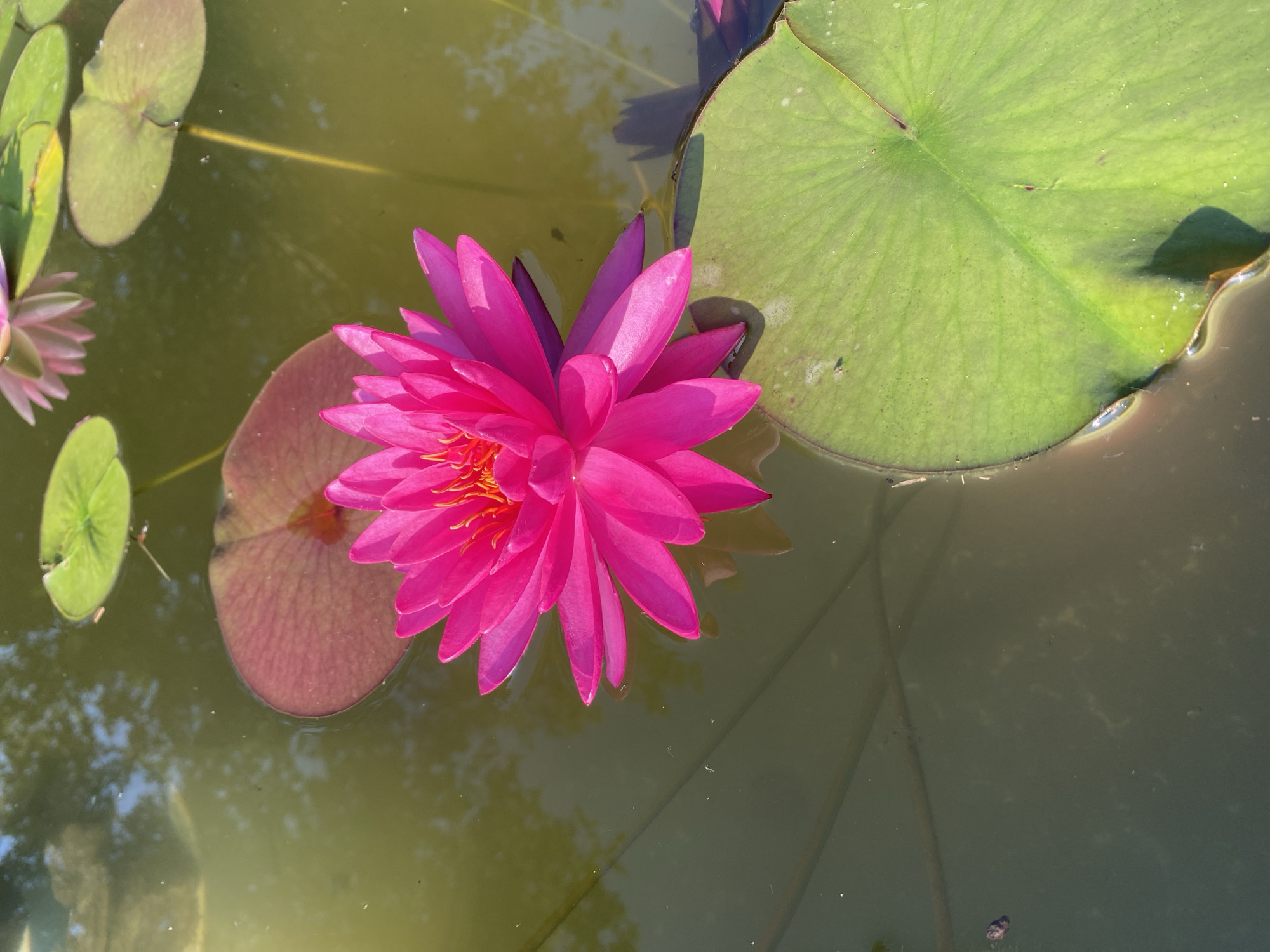 A close-up, high-angle shot captures a vibrant pink water lily floating on a still, murky pond. The water's surface reflects the surrounding trees and sky. Several large, green lily pads surround the flower, with one prominent pad in the foreground. A reddish-purple lily pad is partially visible behind the pink bloom. The water is calm, with no discernible movement or significant debris. The scene is one of natural tranquility, with the bright pink of the water lily contrasting against the muted greens and browns of the pond and foliage. The image was taken in Sergey-Pole, Russia.