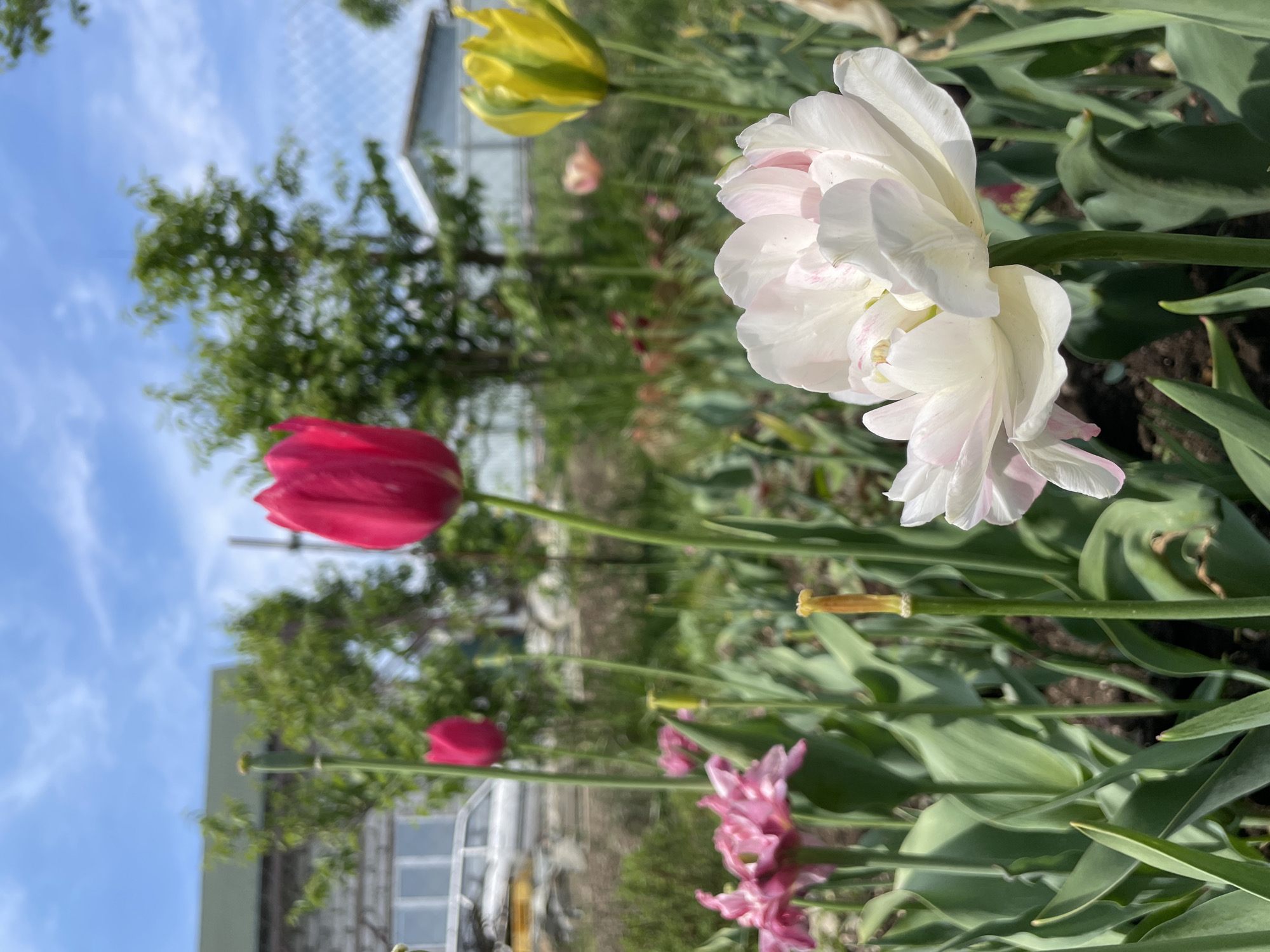 The image shows a garden scene with various tulips in bloom, including white, pink, yellow, and red varieties. A building, possibly a greenhouse or shed, is visible in the background, along with trees and a blue sky. The location is consistent with a garden setting, though specific details confirming it is in Yasnoe, Russia, are not present in the image.