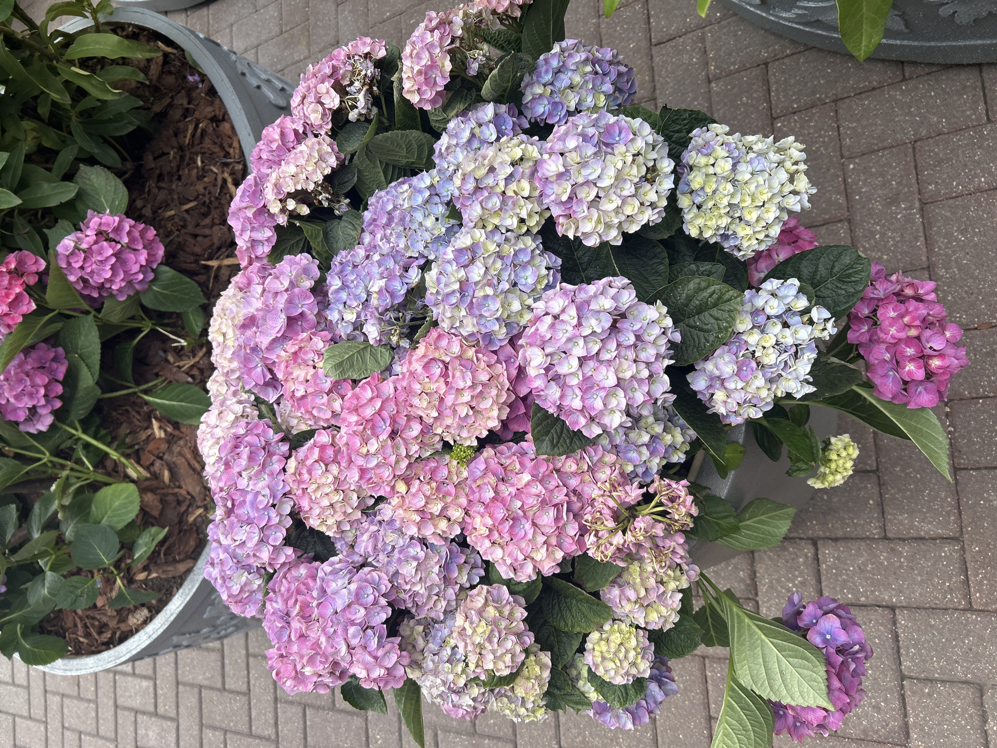 The image captures a top-down view of a large, vibrant display of potted hydrangea flowers, set outdoors on a paved surface. The central focus is a bountiful hydrangea plant, showcasing a diverse palette of colors including soft pinks, lavenders, purples, and delicate greenish-white and light blue hues. These numerous small florets cluster together to form large, rounded blooms, interspersed with dark green foliage.
To the left, a galvanized metal planter holds another hydrangea plant, predominantly displaying pink blossoms, with dark brown wood chip mulch visible within the pot. The ground beneath the planters is paved with reddish-brown interlocking bricks, typical of an outdoor pathway or patio.
The scene is illuminated by soft, diffused daylight, suggesting an overcast sky, as no harsh shadows are present. Most of the flowers appear fresh and in full bloom, although some of the pinker blossoms show slight browning along their edges. No people are visible, and no specific activity is taking place beyond the static display of plants. There is no visible text. The setting, located in Moscow, Russia, appears to be a decorative arrangement in an urban or garden center environment.