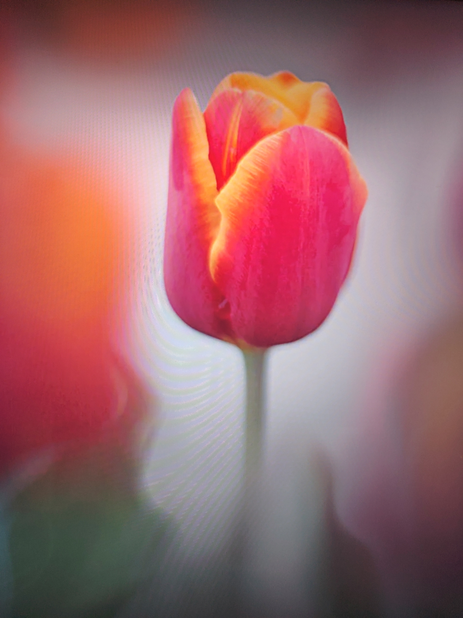 A close-up, blurred photograph shows a single, unopened tulip flower. The tulip has red petals with a yellow edge. It is on a slender, green stem. The background is a blurry mix of light gray, pink, orange, and green. The location is unknown.