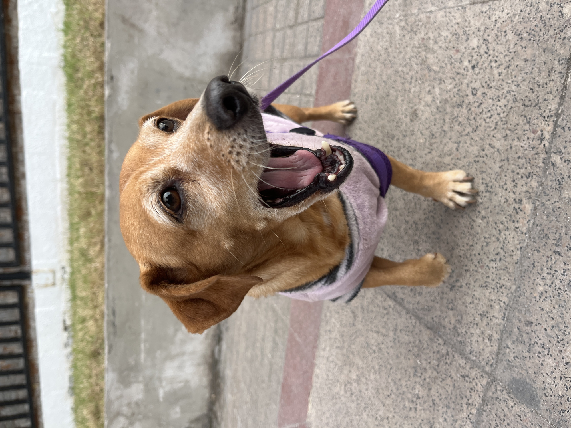 An adult dog, likely a mixed breed with tan fur and some graying around the muzzle, is captured mid-yawn on a paved city sidewalk in Iquique, Chile. The dog is wearing a light pink and gray striped sweater with a purple trim. A thin purple leash is attached to its collar and extends to the right of the frame. The background consists of a concrete curb, a strip of dry grass, and a dark metal fence. The lighting suggests it is daytime, possibly overcast. The dog's mouth is open wide, revealing its pink tongue and teeth. The texture of the sidewalk is a speckled gray concrete with a red stripe running through it.