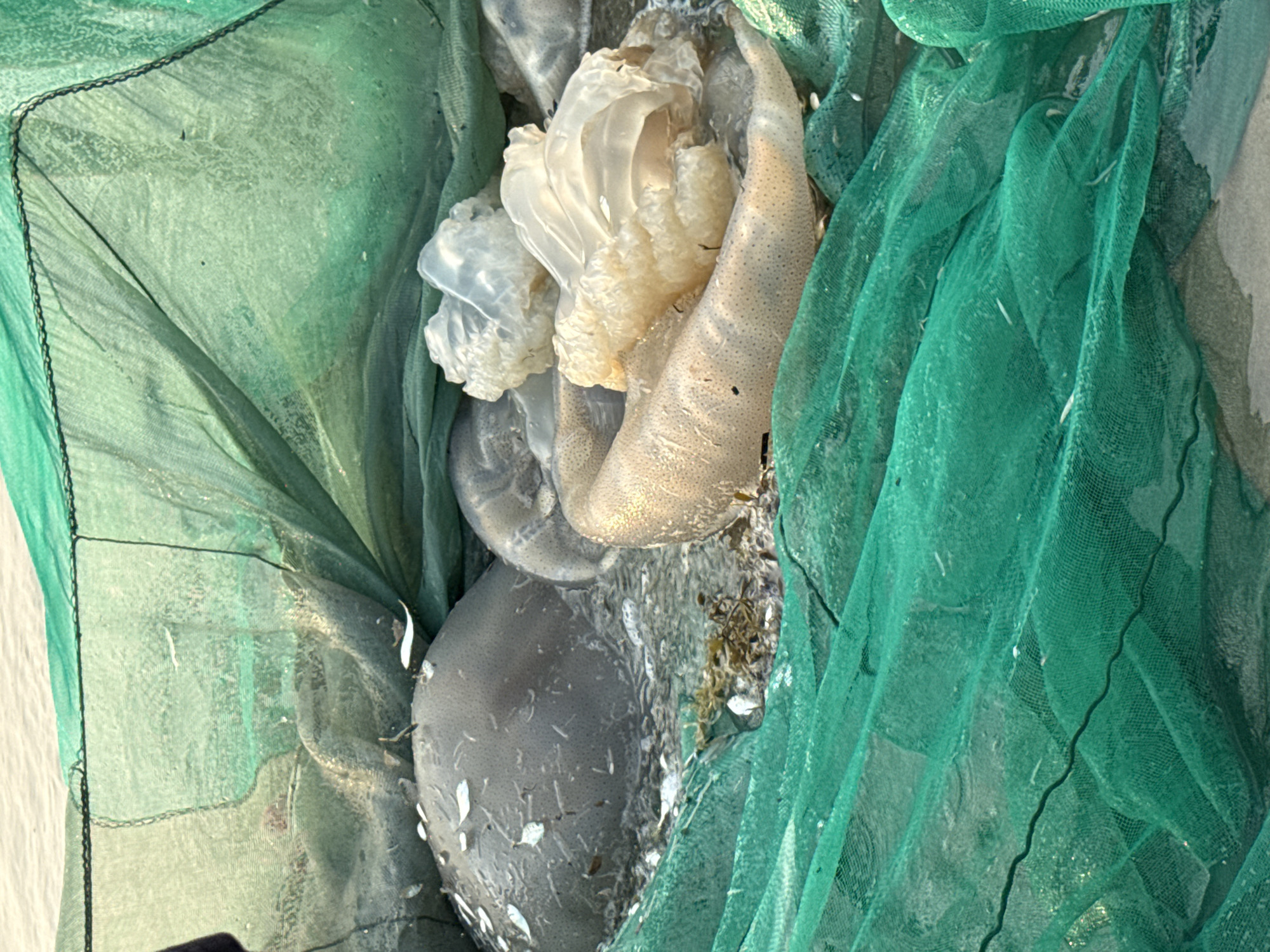 Jellyfish and miscellaneous debris lie caught in a green fishing net. The location is unknown.