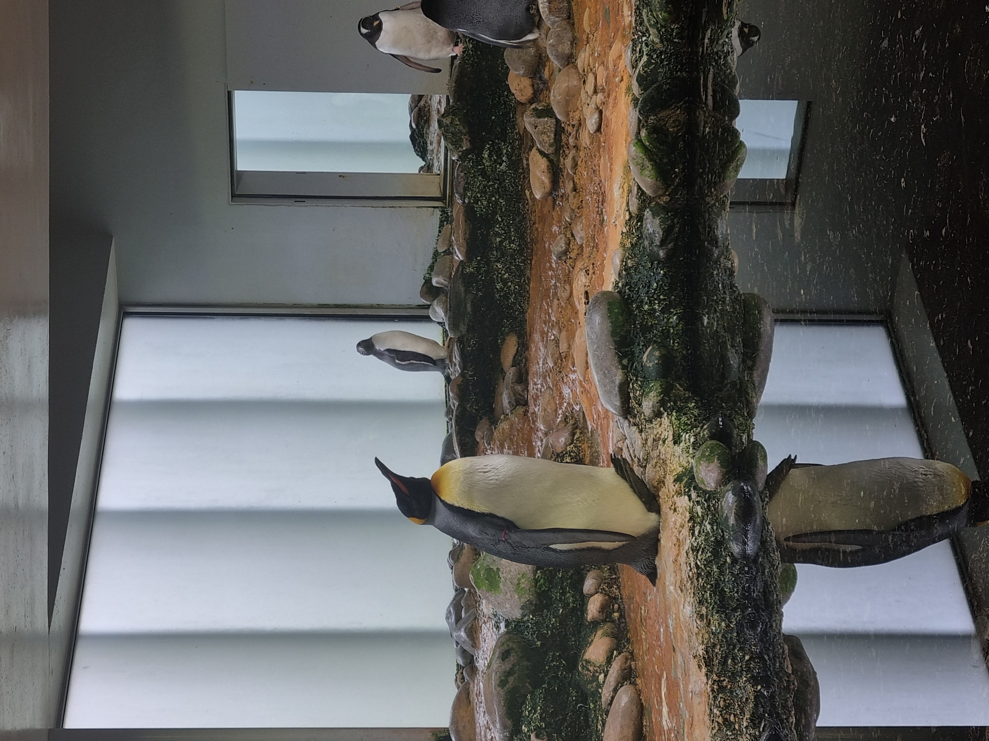 The image depicts a penguin enclosure at an aquarium. Several penguins of various species are visible on a rocky, artificial terrain, possibly constructed to mimic their natural habitat. The enclosure has large glass windows allowing visitors to view the penguins. The backdrop suggests an indoor environment, possibly at the Tierpark Mundenhof in Schallstadt, Germany. There are no people visible in the image, but the presence of windows indicates that it is a public viewing area.