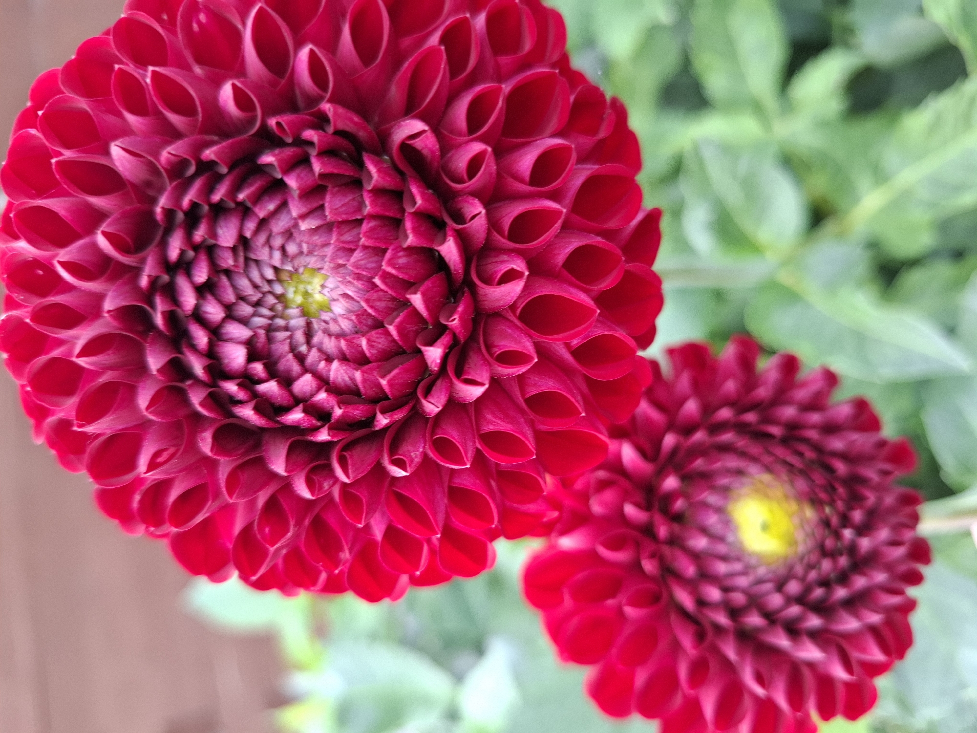 The image shows a close-up view of two red dahlias with yellow centers, set against a softly blurred background of green foliage and a wooden fence. The dahlias are in bloom, with their petals tightly layered in a spiral pattern. The foreground is dominated by the larger, sharper dahlia on the right, while the smaller dahlia on the left is slightly out of focus. The image does not contain any people or specific landmarks that would indicate its location in Tyumen, Russia, or any other city.