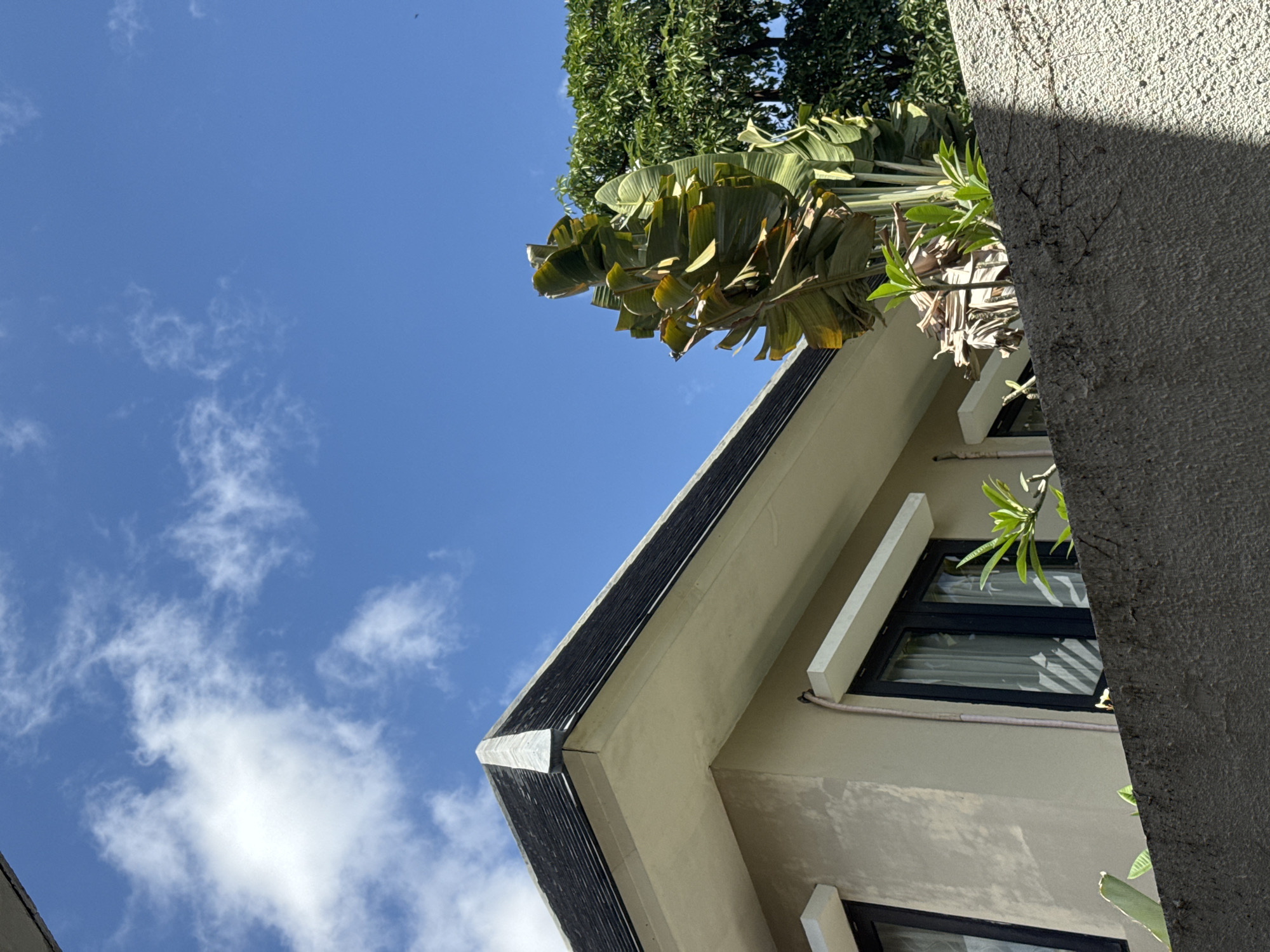 An exterior shot, taken from a low angle, showcases a building and its surroundings against a bright blue sky dotted with white clouds. In the foreground, a textured, light gray wall runs horizontally across the bottom of the frame, casting a distinct shadow on its right side. Above the wall, the edge of a building is visible, featuring a cream-colored exterior and dark-framed windows. The roof is dark and angled, with a prominent ridge. To the right of the building, a large, leafy tropical plant with broad, fan-like leaves dominates the mid-ground. Behind this plant, a dense canopy of green trees fills the upper right portion of the image. The scene appears to be set in a sunny, outdoor location.