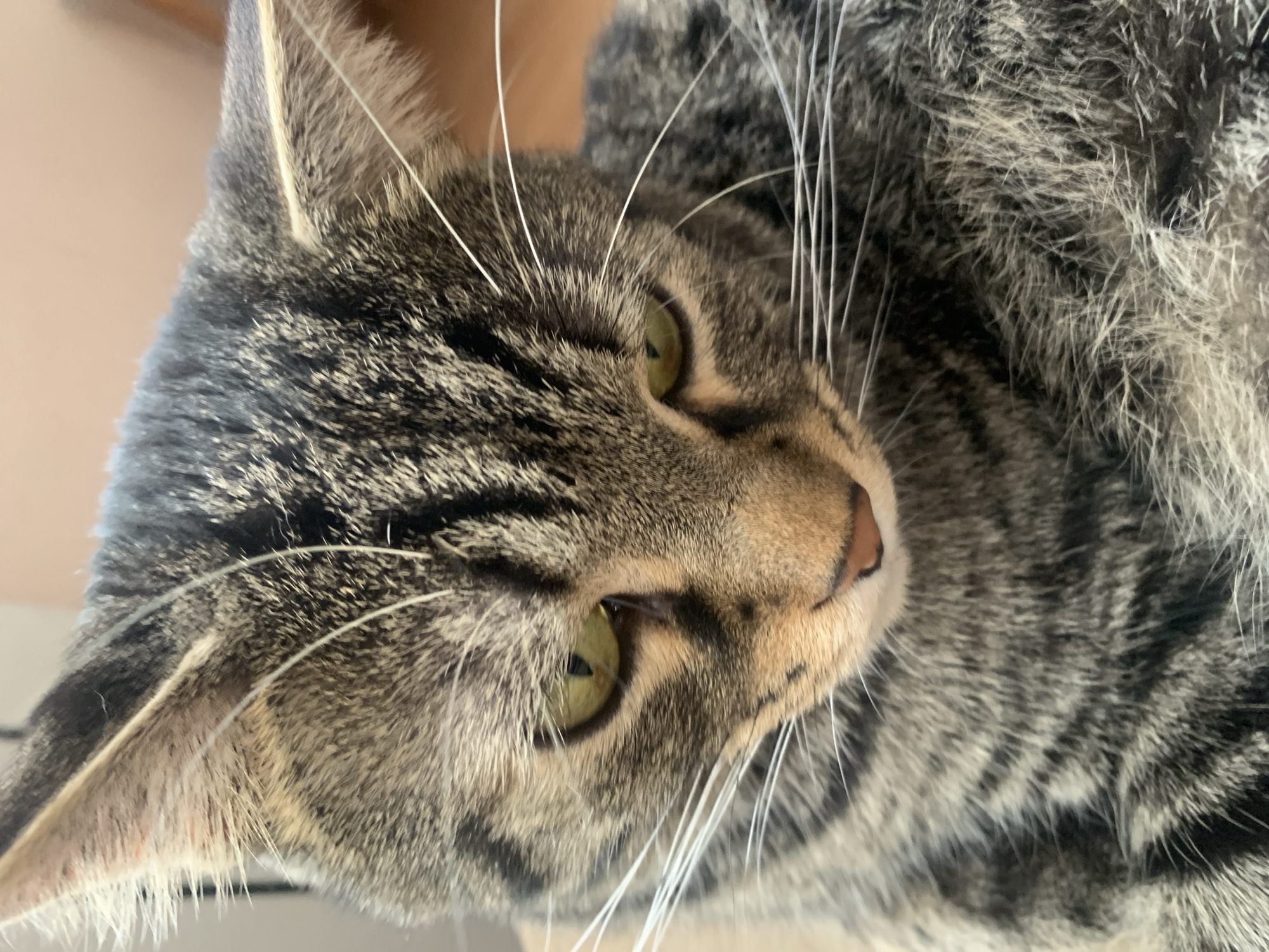 A close-up shot captures the head and upper body of a domestic tabby cat, likely indoors. The cat's fur displays a distinct pattern of grey, black, and warm brown or tan stripes and spots. Its prominent features include bright, alert green-yellow eyes with narrow, vertical pupils, and numerous long, white whiskers extending from both sides of its muzzle. The cat has a small, pinkish-brown nose. Its pointed ears are visible, with fine hairs on the inside. The fur appears dense and well-groomed.
The cat is positioned looking towards its right, conveying a calm and relaxed demeanor. The lighting suggests natural daylight, creating subtle shadows that highlight the texture of its fur. The background is soft and out of focus, appearing as a light-colored, indistinct surface.
The provided crops offer detailed views, emphasizing the texture of the cat's fur, the intensity of its eye color, and the intricate patterns of its coat. One crop focuses on the ear, showing fine hairs and the smooth skin within. Another close-up of the eye clearly shows the detailed iris and pupil. No visible text is present in the image. The location context for this media file is Stavropol, Russia.