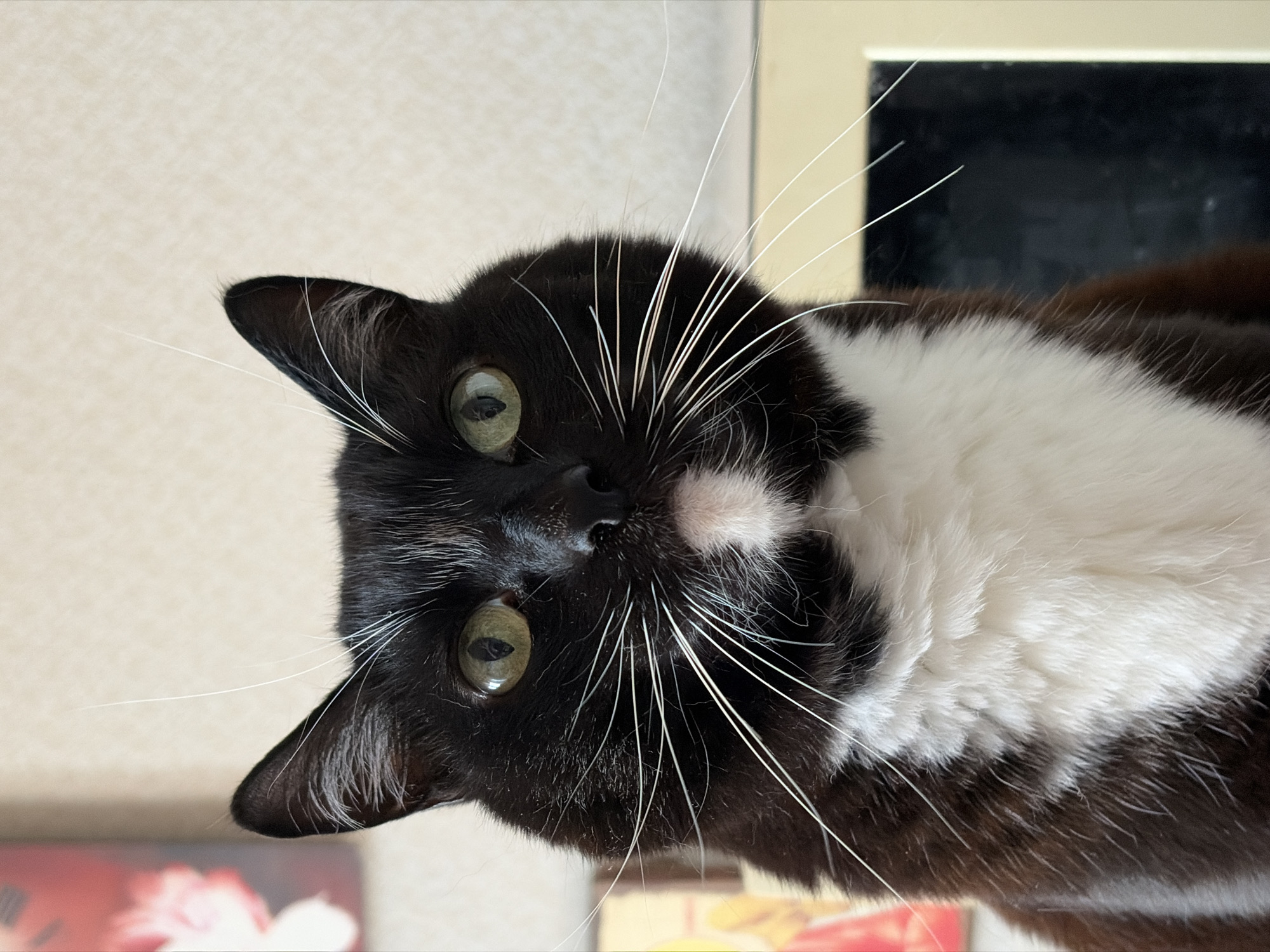 A close-up, head-on portrait of a black and white domestic cat is presented, its gaze directed forward. The cat has striking green eyes and prominent white whiskers that fan out from its muzzle. Its fur is predominantly black, with a significant white chest and a small white patch on its chin. The background is out of focus, showing a textured wall and hints of objects, including what appears to be a framed artwork on the left and a reflective surface, possibly a monitor or mirror, on the right. There is no identifiable information about the location being Chaikovsky, Russia, or any specific urban setting within the image itself. The image captures a still moment of the feline subject.