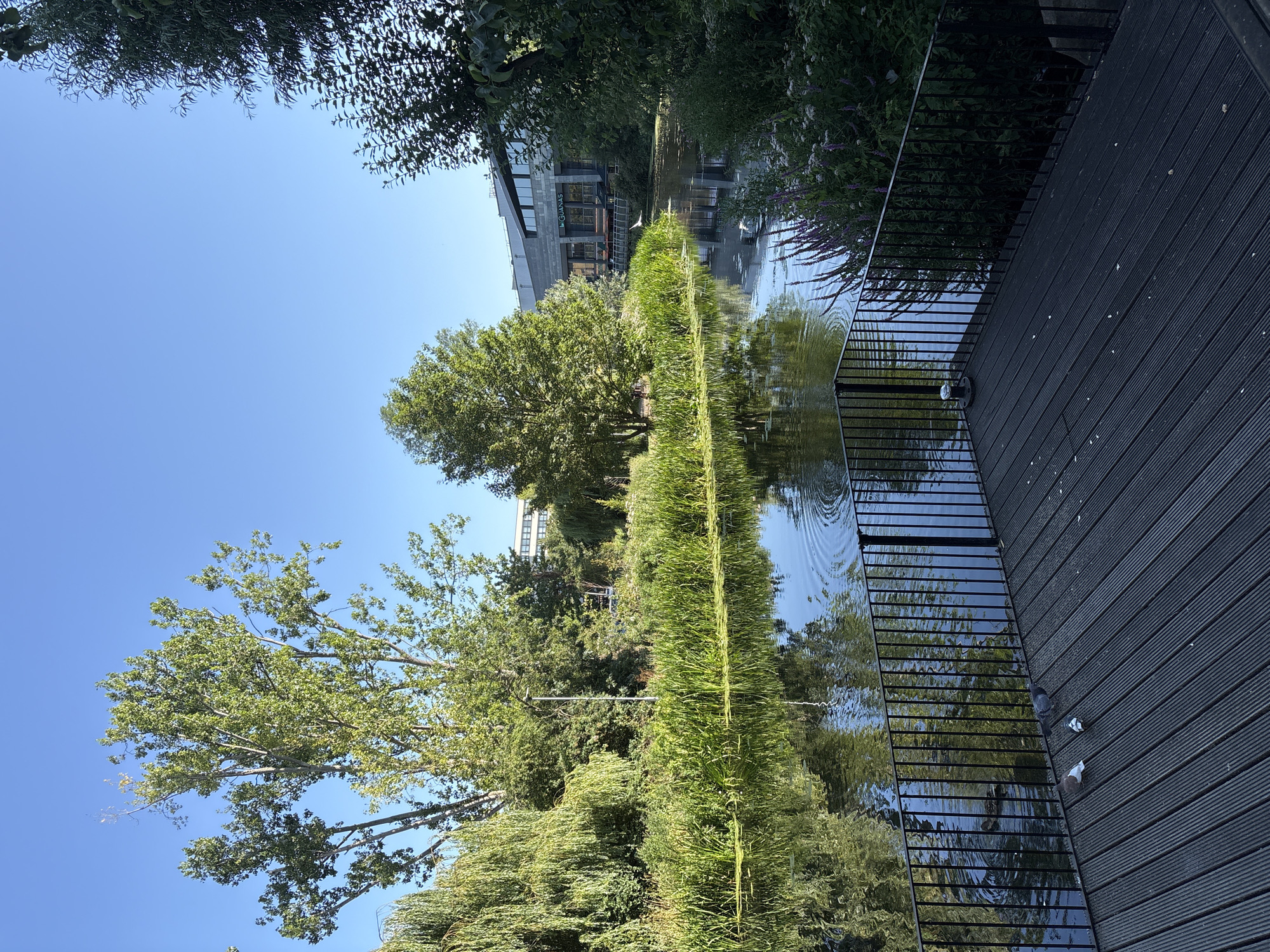 The image depicts a tranquil waterside scene in Chelmsford, United Kingdom, likely near the Riverside Retail Park, given the presence of modern architecture. In the foreground, a dark wooden deck with a black metal railing overlooks a calm body of water. Three pigeons are visible on the deck. The water is bordered by lush green reeds and plants, with tall trees reflecting in the water's surface. In the background, a modern building with a stone facade and large windows is visible, with the name "IGUANAS" signage above the entrance. The sky is clear and blue, suggesting a pleasant day. The overall impression is one of urban nature, where a developed area blends with a natural environment.