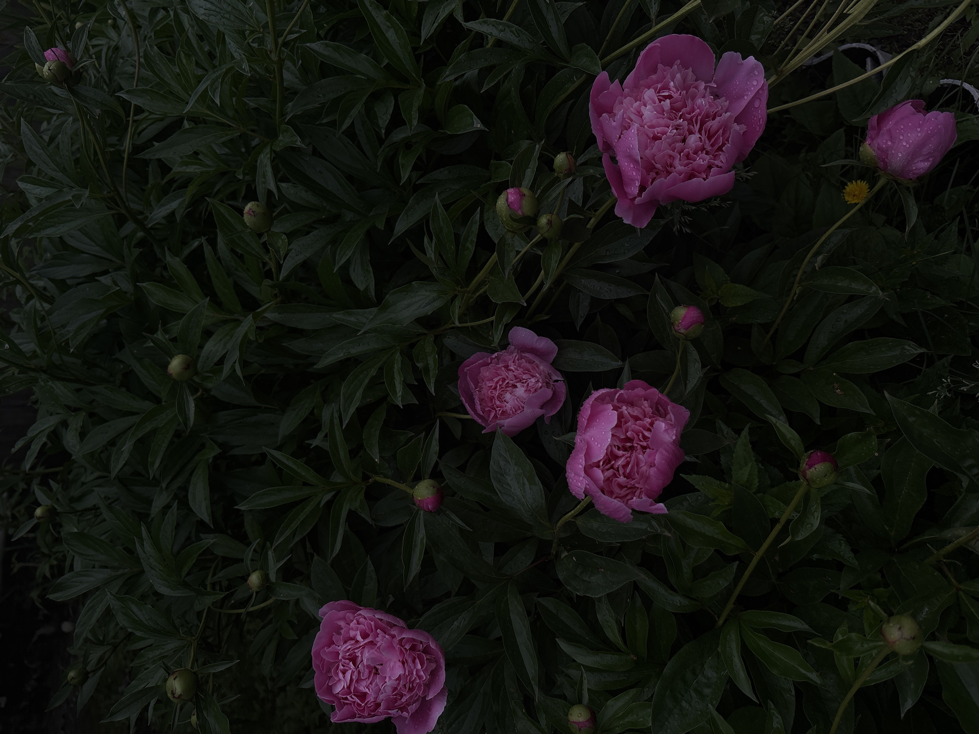 In a garden in Vishnevka, Russia, a cluster of lush green peony leaves forms the backdrop for several vibrant pink peony blooms and buds. The flowers, some fully open and others in various stages of unfurling, are adorned with glistening water droplets, suggesting recent rain. The foliage is dense and verdant, creating a dramatic contrast with the soft, ruffled petals of the peonies. The lighting is dim, lending a moody and intimate atmosphere to the scene.