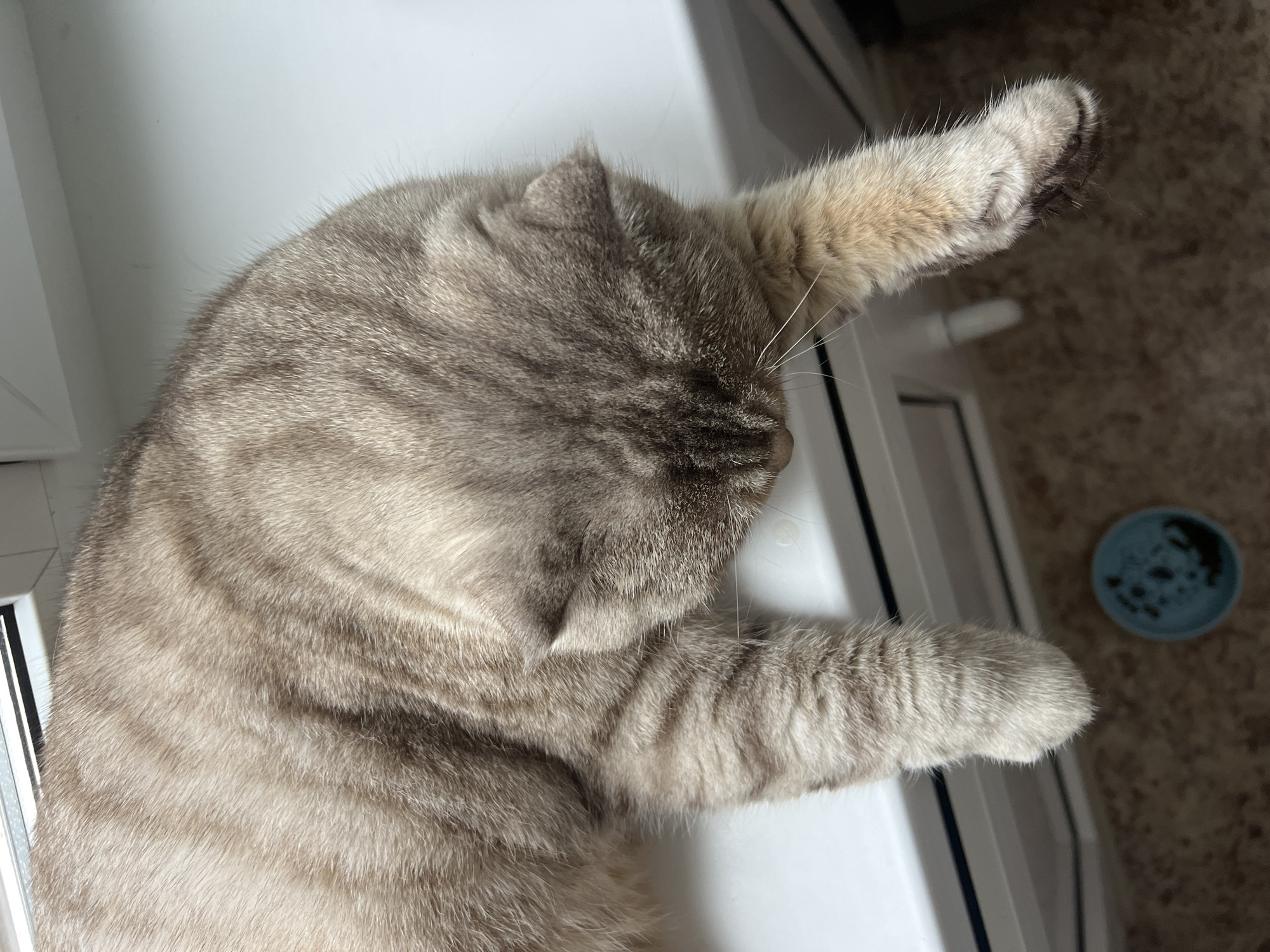 A gray tabby cat lies on a white window sill. The cat's head is positioned toward the left, and its right front paw extends upwards. A blue bowl sits on a brown floor in the background. The location is Chaikovsky, Russia.