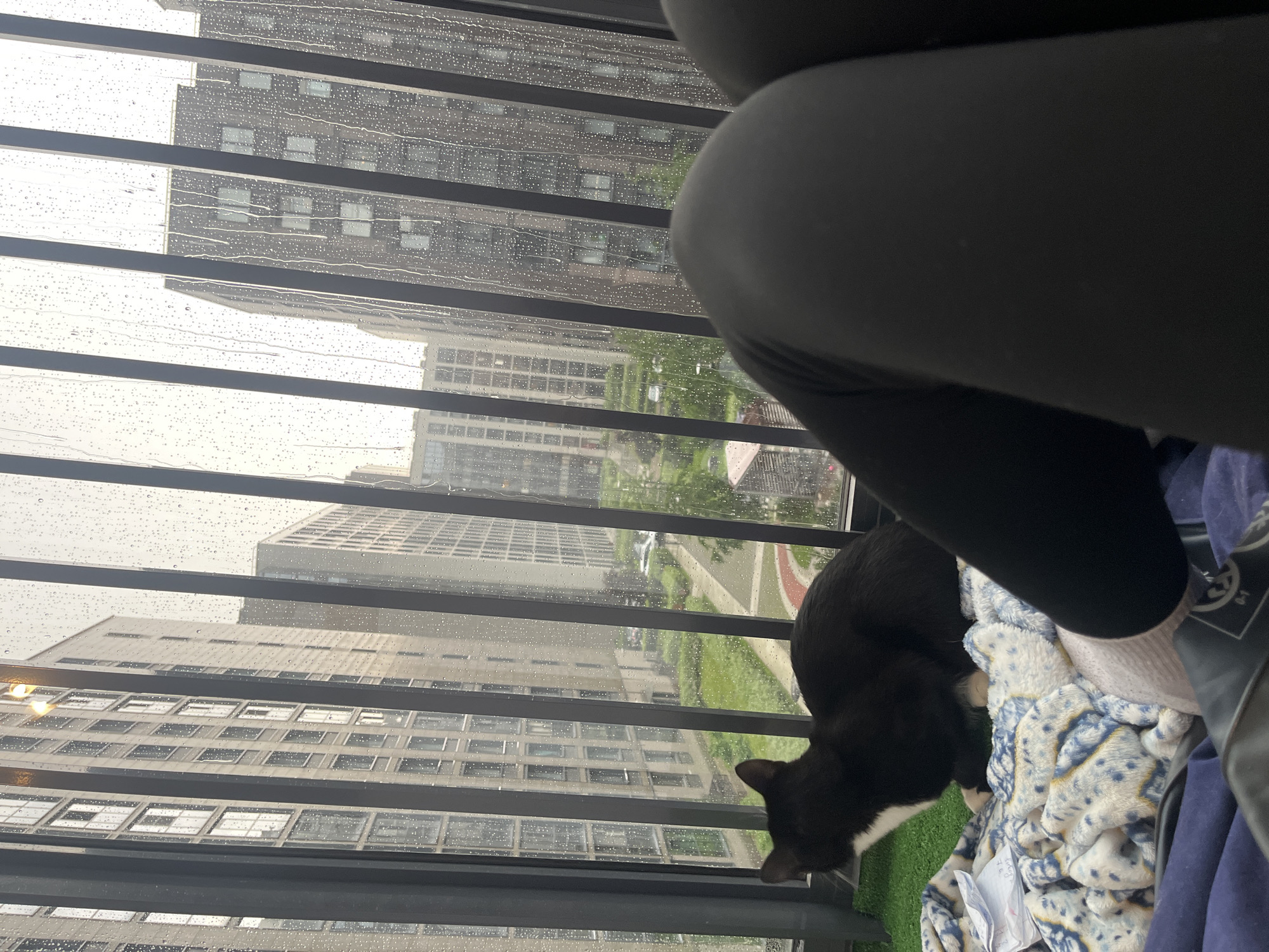 A black and white cat sits on a blanket on a balcony. The balcony is enclosed by a railing and overlooks a courtyard with buildings and trees. It is raining, and water droplets are visible on the railing and windows. The legs of a person wearing black leggings are in the foreground. The city is Saint Petersburg, Russia.