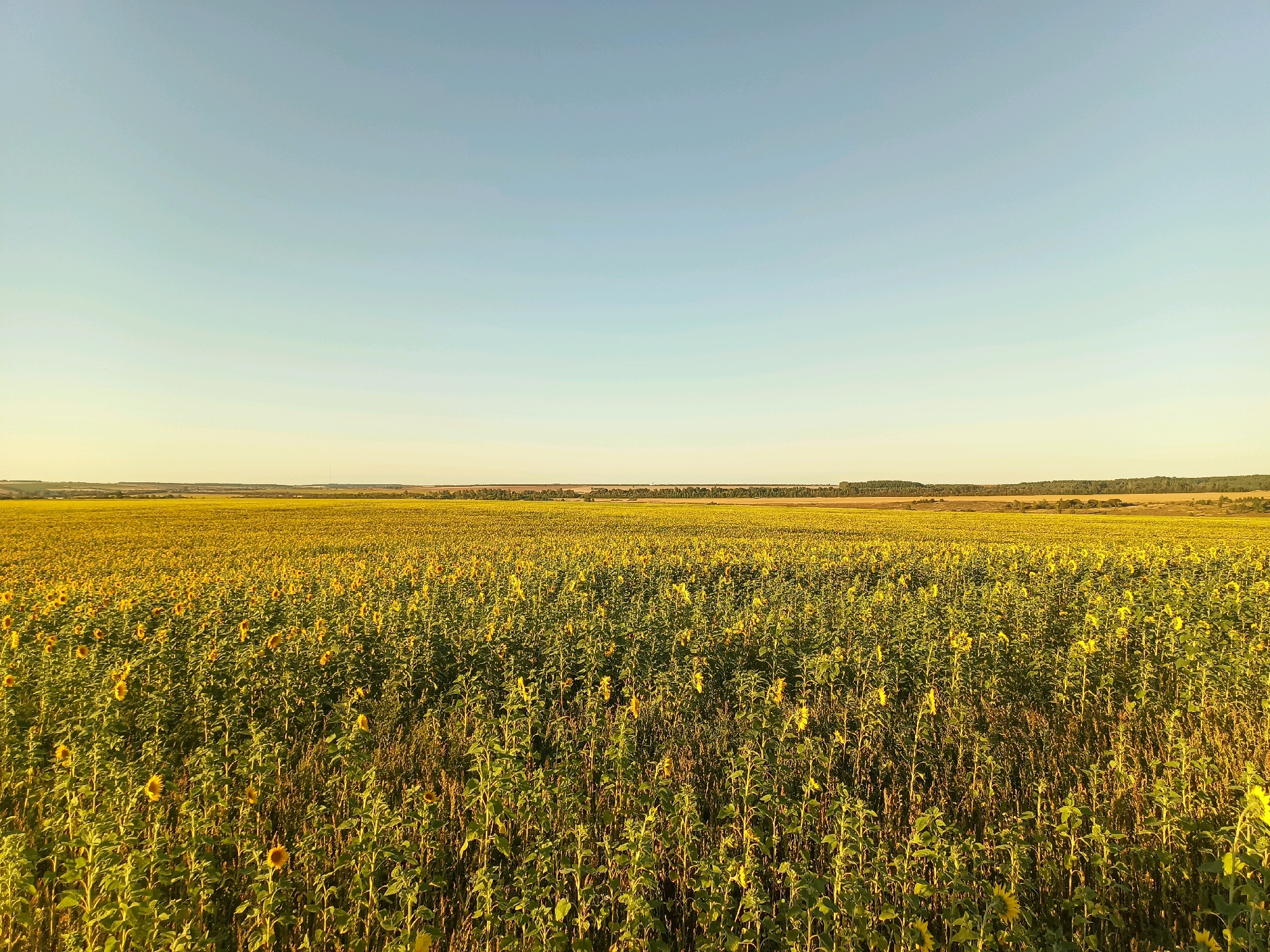 This is a wide-angle, eye-level, outdoor photograph of a vast sunflower field. The field stretches to the horizon under a clear, pale blue sky. The sunflowers are densely planted, with their yellow flower heads and green stalks filling the majority of the frame. Some individual sunflowers are visible in the foreground and mid-ground, while others are more obscured by the dense foliage. The sunlight appears to be from a low angle, casting a warm glow on the field and creating shadows. In the far distance, a line of trees and gentle rolling hills are visible, suggesting a rural landscape. The location is identified as Annenkovo, Russia. There are no people, animals, or man-made structures readily apparent in the image. The scene depicts a natural agricultural landscape.