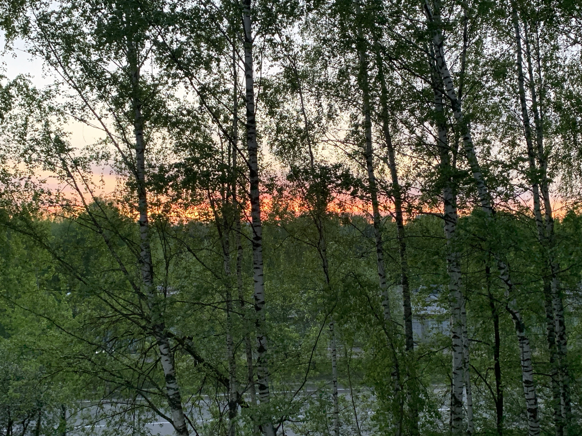The image shows a view through a stand of birch trees at sunset. The location is suggested to be Chaikovsky, Russia. The sky is a gradient of colors, from a pale orange near the horizon to lighter tones higher up. The trees are in varying degrees of focus, with the foreground trees being more detailed. The leaves are green, and the white bark of the birch trees is visible. Below the trees is a darker green area, possibly indicating a lower-lying forest or other vegetation. A road is visible on the lower half of the image, and there is a hint of buildings in the distance.