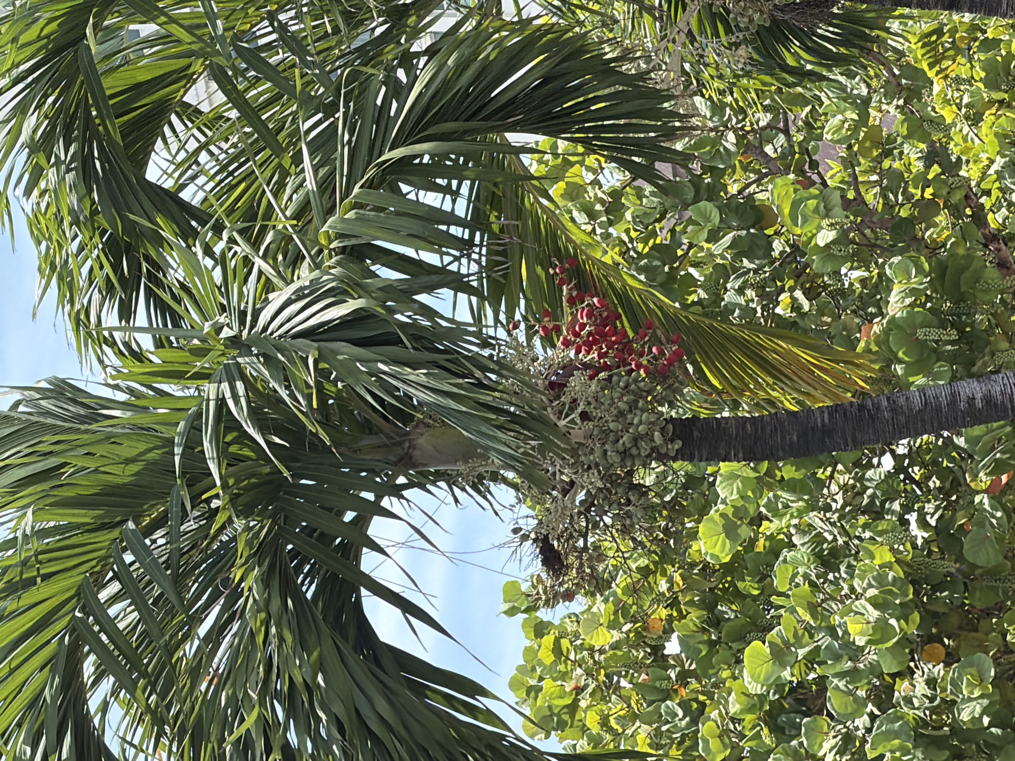 The image depicts a close-up of a palm tree trunk and its fronds against a clear blue sky. Clusters of small, round, green fruits are visible hanging from the tree, some of which have turned to a bright red. The fronds are long, green, and feathery, characteristic of a palm tree. Lush green foliage from other plants forms a dense background. The scene appears to be outdoors, likely in a tropical or subtropical climate. Without additional information, the specific location within Nha Trang Ward, Vietnam, cannot be determined from the image alone. There are no people or animals visible in the frame.
