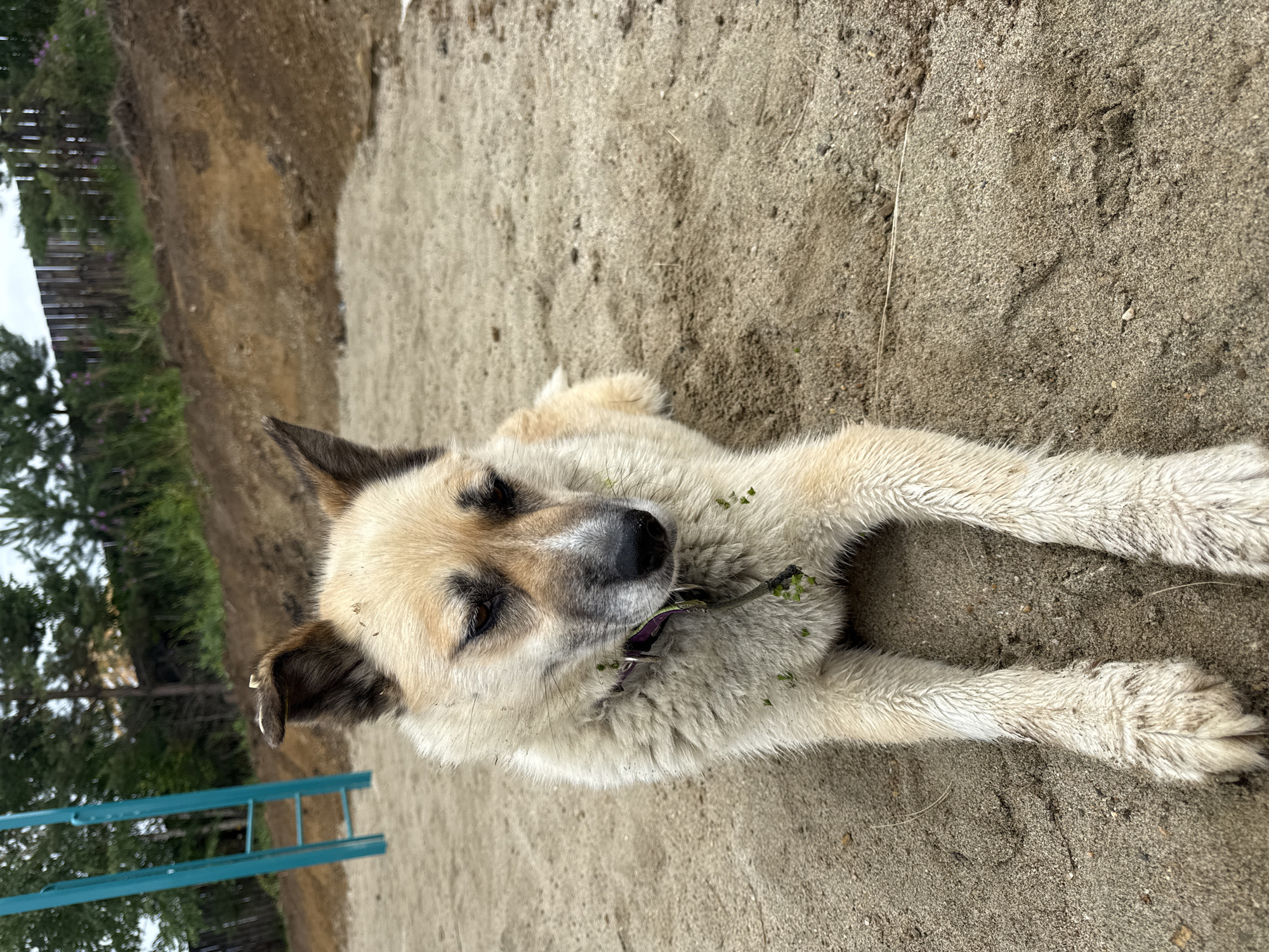 A medium shot depicts a light-colored dog resting on a sandy surface. The dog is lying down, with its front legs extended forward. Its fur is slightly matted, with bits of green vegetation clinging to its chest and around its neck, where a purple collar is visible. The dog has dark eyes that are partially closed, giving it a tired or content appearance. Its ears are pointed upwards, with one ear showing a small piece of debris.
The background features a rough, brown-dirt embankment that slopes upwards. Behind the embankment, a wooden fence is present, with scattered trees and foliage beyond it. To the left of the dog, a section of a bright blue metal structure with rungs, possibly part of a playground or gym equipment, is visible. The ground beneath the dog is a light-colored sand, with some scattered small pebbles and debris. The overall environment suggests an outdoor, possibly rural or semi-developed area. The specific location in Mamony, Russia is not discernible from the visual information presented.