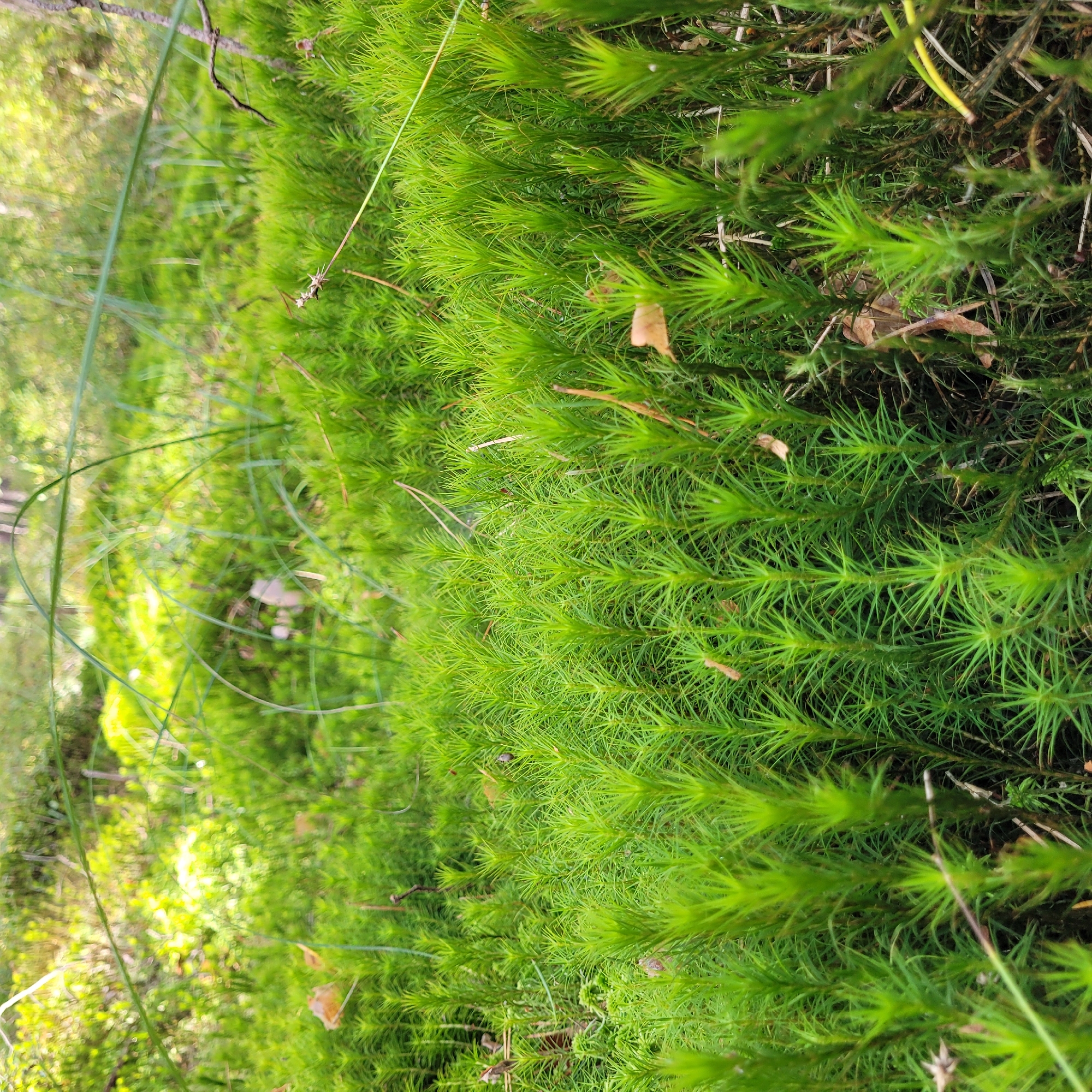 The image is a close-up shot of vibrant green moss growing densely in a forest floor. The moss is characterized by its upright, needle-like structures, giving it a spiky appearance. Several fallen brown leaves are scattered throughout the moss, indicating an autumn or dry period. In the background, the scene is blurred, suggesting a shallow depth of field, but it reveals dappled sunlight filtering through trees and other vegetation, creating a luminous and natural forest environment. There are no people or animals visible in the image. The lighting suggests it is daytime, likely with partial sun. This scene is consistent with a forest or park setting, and could be found in Jūrmala, Latvia, given its extensive forested areas and coastal parks.