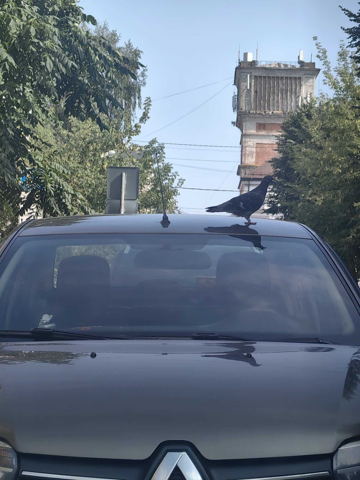 A pigeon stands on the roof of a dark-colored car. The car's windshield reflects the trees and a tall, concrete structure in the background. The sky is clear and blue. The scene appears to be in an urban environment, possibly Tver, Russia, given the architecture and foliage.