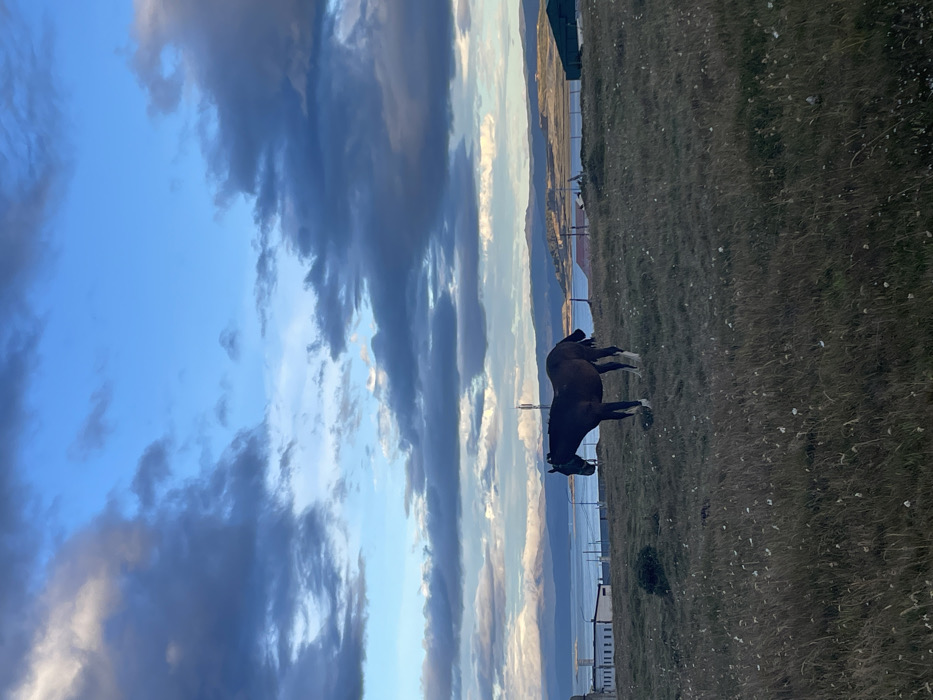 The image depicts a rural-urban transitional landscape in Ushuaia, Argentina, under an overcast sky with patches of clear blue. The scene is dominated by a dark brown horse, standing near the center, slightly left of the frame. The horse has white lower legs, particularly visible on its front and hind left limbs, and appears to be wearing a dark-colored halter on its head. It stands in a field of dry, light brown grass interspersed with lighter, possibly white, seed heads or wildflowers.
In the midground, beyond the grassy field, a calm body of water, likely the Beagle Channel, is visible. Along the near shoreline of the water, several structures are present. To the left, white or light-colored rectangular buildings with dark roofs are partially visible. A tall, slender cellular tower or antenna stands behind the horse to the right. To the far right, a structure with a dark green roof is partially visible.
The background consists of distant, light-colored mountains or hills, possibly snow-capped, bordering the far side of the water. The sky above is a mixture of bright blue and large, dark, dramatic grey-blue clouds, suggesting either an approaching storm or late evening conditions. No people are visible. The primary action is the horse standing still, possibly grazing or resting. The overall environment presents a blend of natural wilderness and human infrastructure at the city's edge.