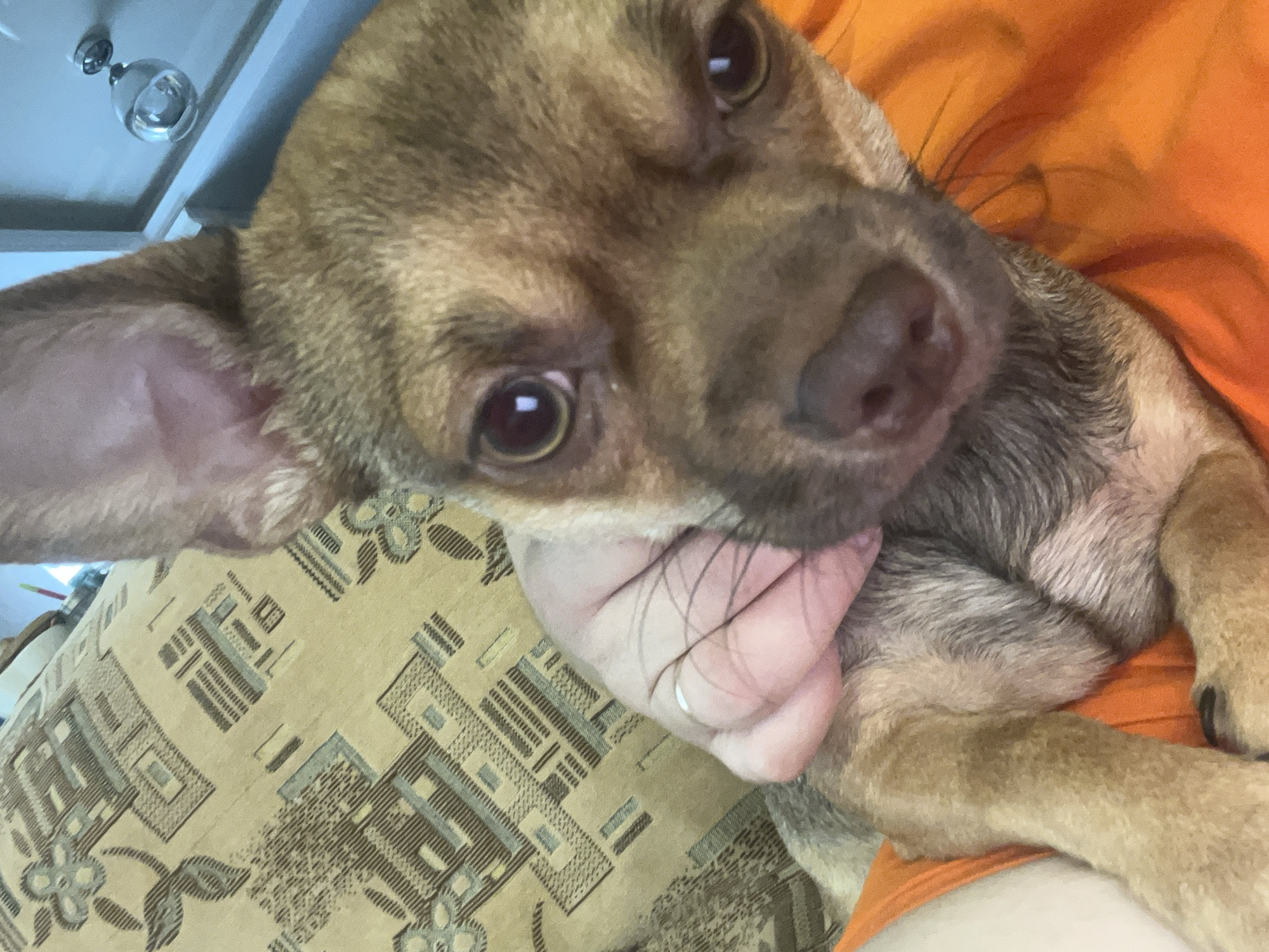 A close-up, indoor, head-and-shoulders shot shows a small, brown dog with large, dark eyes and prominent ears. The dog is being held by a person's hand, which is visible in the frame, gently cupping the dog's head and chin. The dog is positioned in the foreground, filling most of the frame, and appears to be looking directly at the camera. Behind the dog, a patterned fabric, possibly upholstery from a couch or chair, is visible. The fabric has a light brown or tan base with a repeating geometric and floral pattern in brown and light blue. To the right of the dog, a sliver of a blue-tinted background is visible, and a small, glass light fixture with a metal base is mounted on a surface. The dog is wearing an orange garment or is lying on orange fabric. The scene is consistent with a home environment. The location is Astrakhan, Russia.