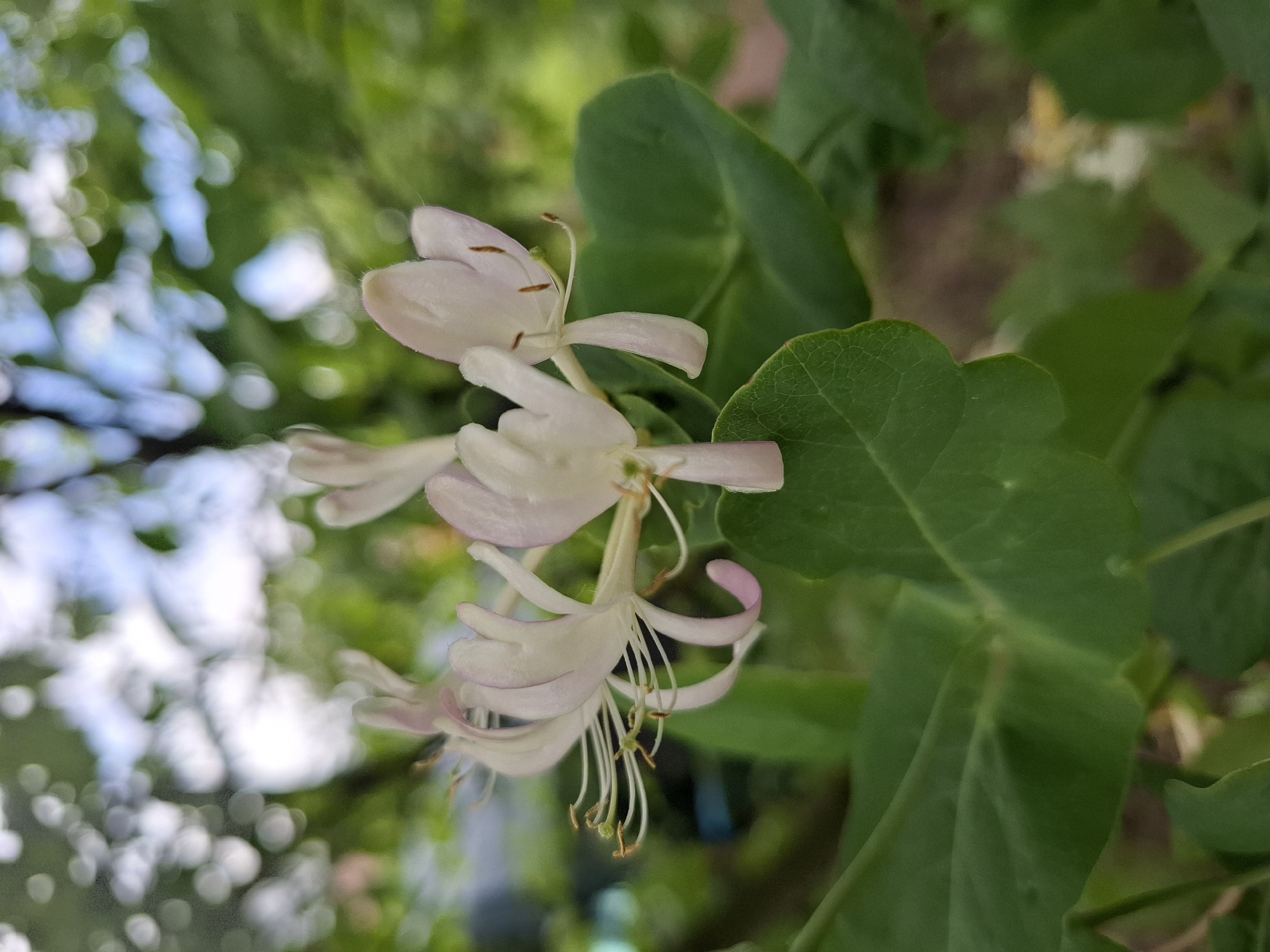 A close-up shot shows a cluster of pale, elongated honeysuckle flowers, subtly tinged with pink, blossoming next to two green leaves. The background features blurry foliage and glimpses of the sky, indicating an outdoor setting. The flowers are in focus, showcasing their delicate petals and extended stamens. The leaves appear smooth and rounded, providing a contrasting backdrop to the delicate floral structure. The overall composition suggests a natural, possibly garden, environment. There is no indication of the city of Khlevnoye, Russia, or any people, subjects, objects, actions, interactions, or environment beyond the plant in the provided image.