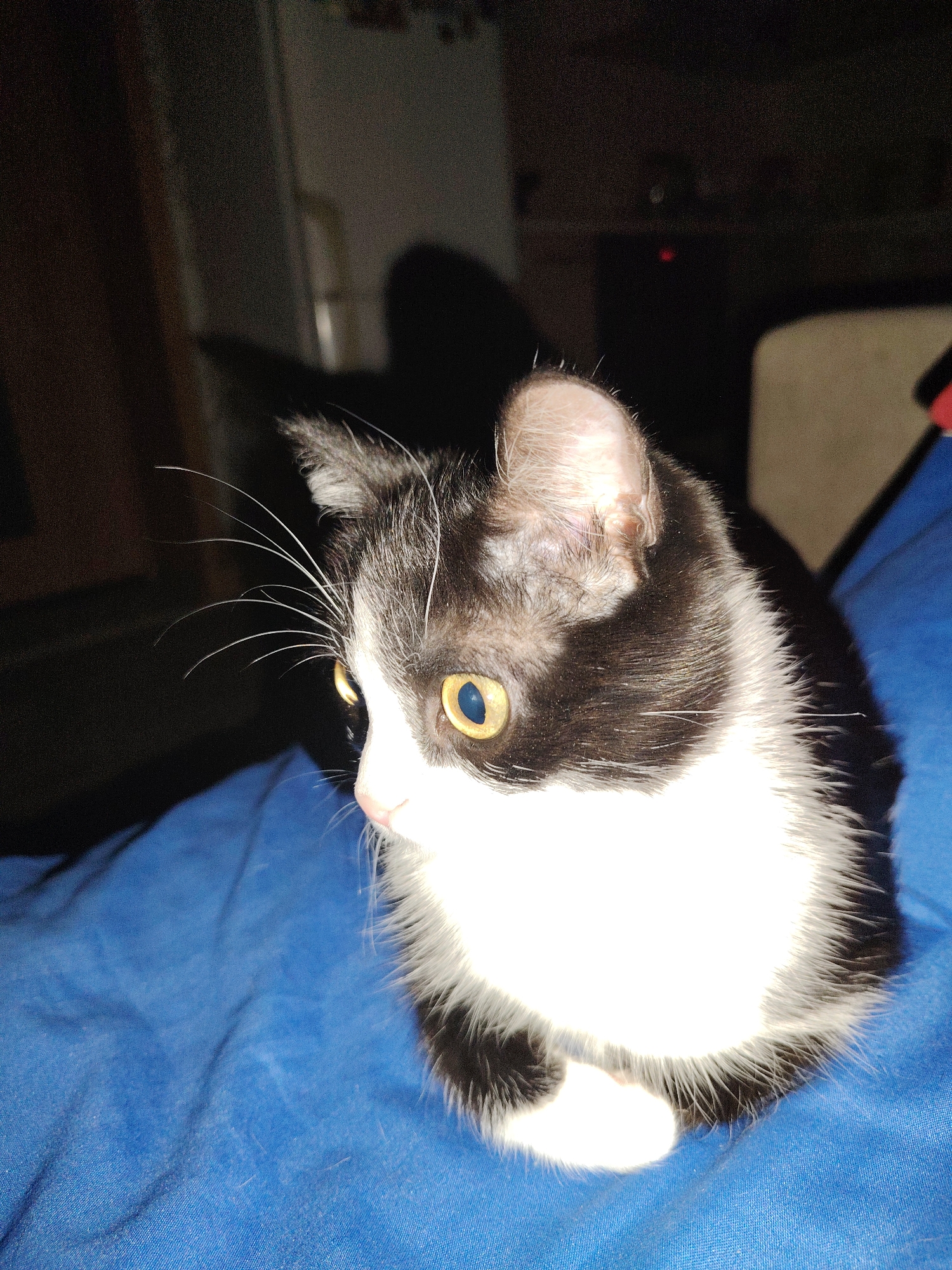 A close-up shot shows a black and white cat sitting on a blue surface. The cat's head is turned to the left, revealing one yellow eye. Its paws are tucked in beneath its body. The background is dark and indistinct, showing hints of furniture and walls.