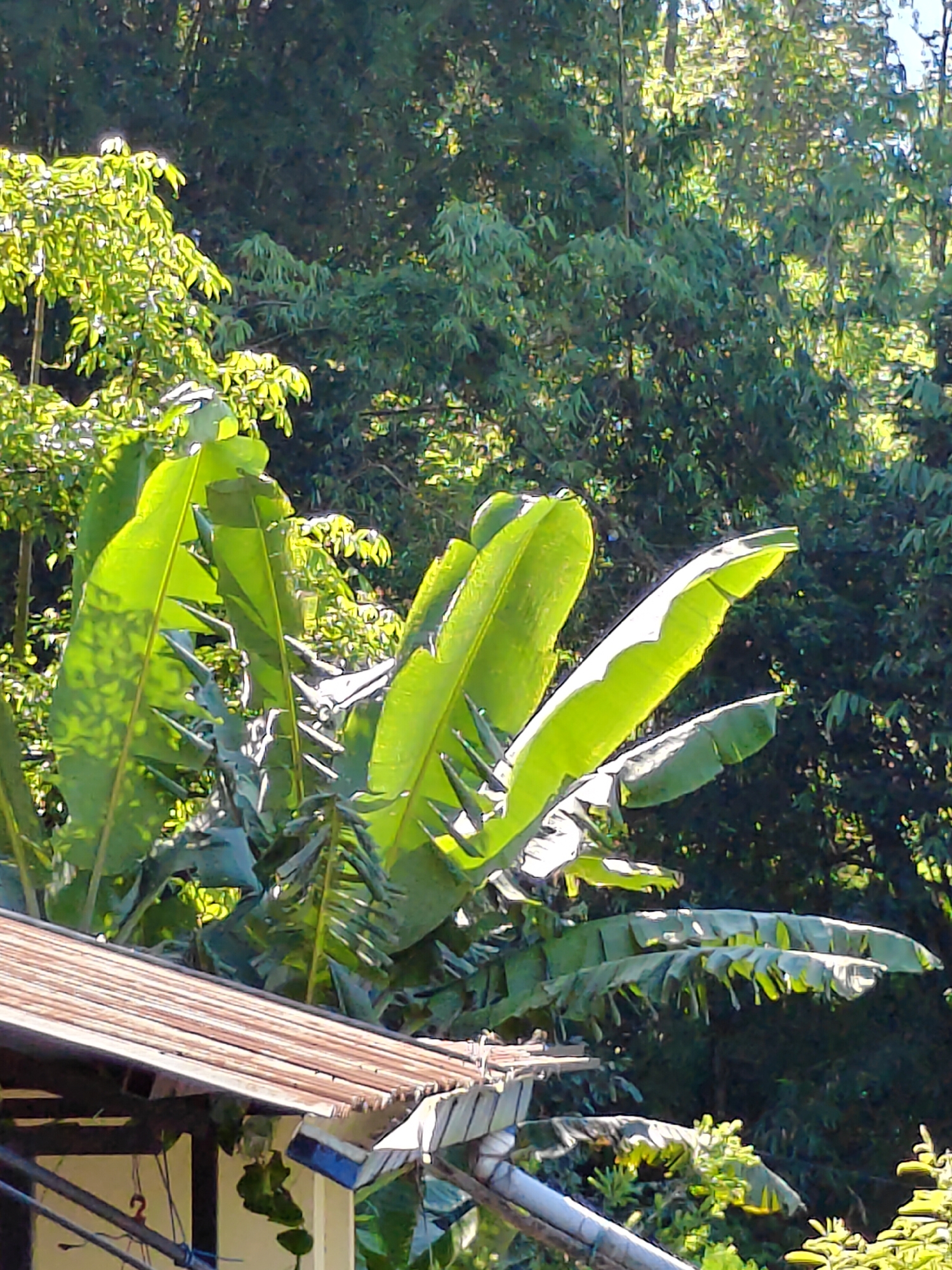 The image depicts a close-up view of lush green banana leaves in the foreground, with a portion of a weathered, corrugated metal roof of a building visible in the lower left corner. The building appears to be light-colored with some dark trim. Behind the banana leaves, a dense canopy of green trees and foliage forms the background. The lighting suggests it is daytime, with sunlight filtering through the leaves, casting shadows. The scene is characteristic of a tropical or subtropical environment, consistent with the vegetation found in Pokhara, Nepal. There are no people or animals visible in the frame.