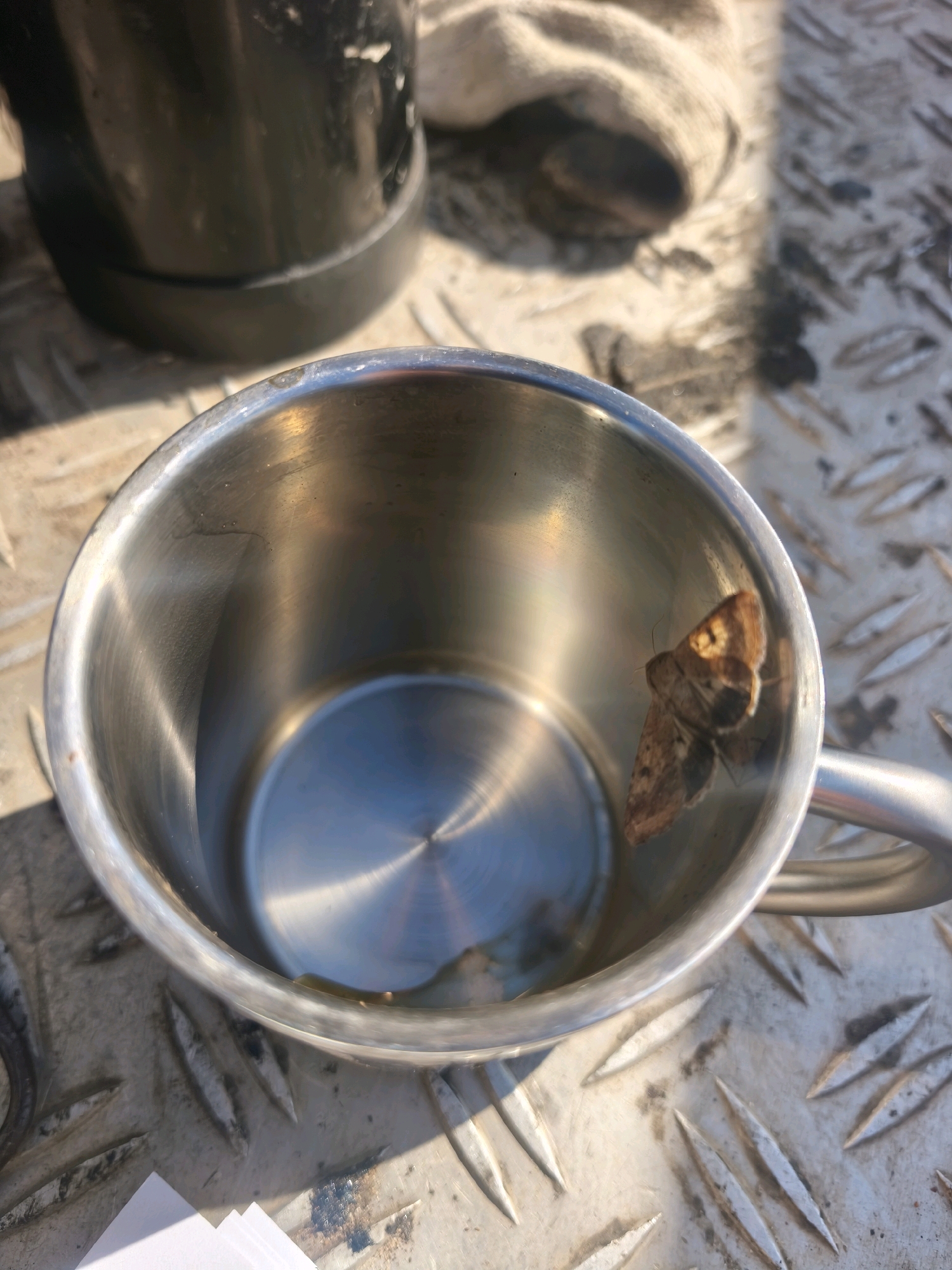 A close-up, eye-level shot captures a brown moth resting inside a metallic cup. The cup, made of stainless steel, sits on a textured metal surface, possibly diamond plate, illuminated by sunlight. A dark, cylindrical object, potentially a thermos or canister, is visible in the upper left background, out of focus. In the upper right, a crumpled, light-colored cloth or rag lies on the metal surface. The scene appears to be outdoors, given the lighting and the rough texture of the ground. The location is specified as Borskoye, Russia, though no specific landmarks are identifiable within the frame. The moth, with its wings slightly spread, is the central subject, positioned on the inner wall of the cup.