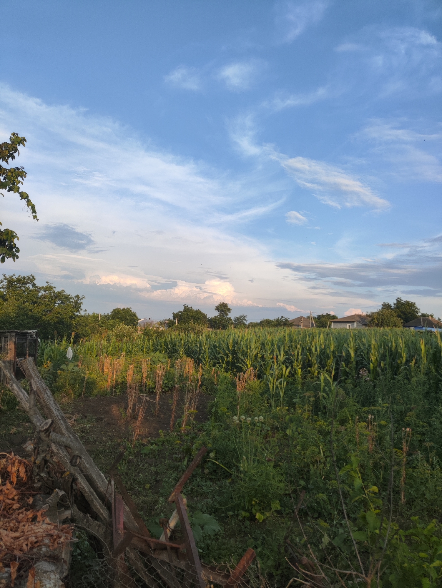 The image depicts an outdoor scene in Risipeni, Moldova, likely a rural area or a garden on the outskirts of town. The foreground features a weathered wooden fence and a pile of dry leaves and branches. Beyond the fence, a cultivated field of tall green corn stalks dominates the mid-ground, interspersed with some dried plant stalks. To the left, a small, dilapidated wooden structure, possibly a shed or outbuilding, is partially visible. In the background, a line of trees borders the field, and several houses with pitched roofs can be seen nestled amongst them. The sky above is a bright blue with wispy white clouds, suggesting it is daytime, possibly late afternoon or early evening due to the lighting. There are no people or animals visible in the frame.