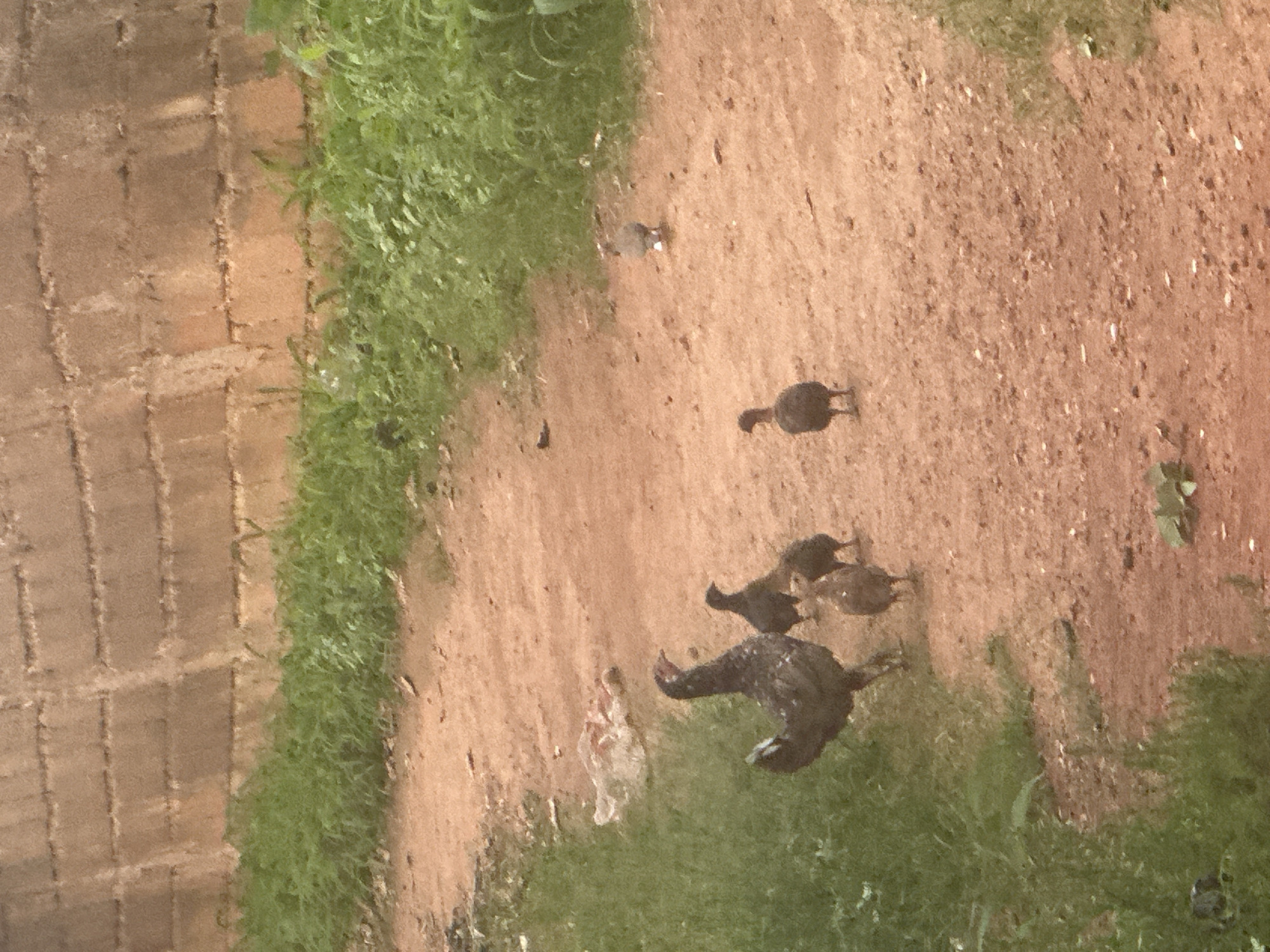 In Gura Top, Nigeria, a flock of chickens is observed in an outdoor, unpaved area adjacent to a rough brick wall and green vegetation. The foreground features a dark-colored hen standing prominently, facing right with its head tilted upward. Behind the hen, three smaller chicks are gathered. To the right of the hen and chicks, another bird, possibly a guinea fowl, is walking away from the viewer. Further to the right, near the background, another bird is visible, appearing to be standing on a light-colored object. The ground is primarily composed of reddish-brown soil with scattered debris, including a white plastic bag to the left. The background consists of a textured brick wall with horizontal lines, above which is dense green foliage.