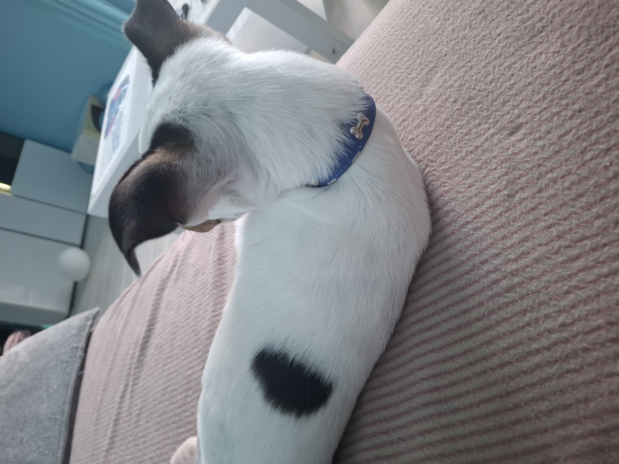 A white dog with black markings, wearing a blue collar with a bone-shaped tag, is lying on a striped, pinkish-brown blanket or cushion. The dog's head is turned, and its dark snout is visible. The environment includes a light blue wall, a white cabinet or shelf, and a gray pillow. The location in Plovdiv, Bulgaria is indeterminable.