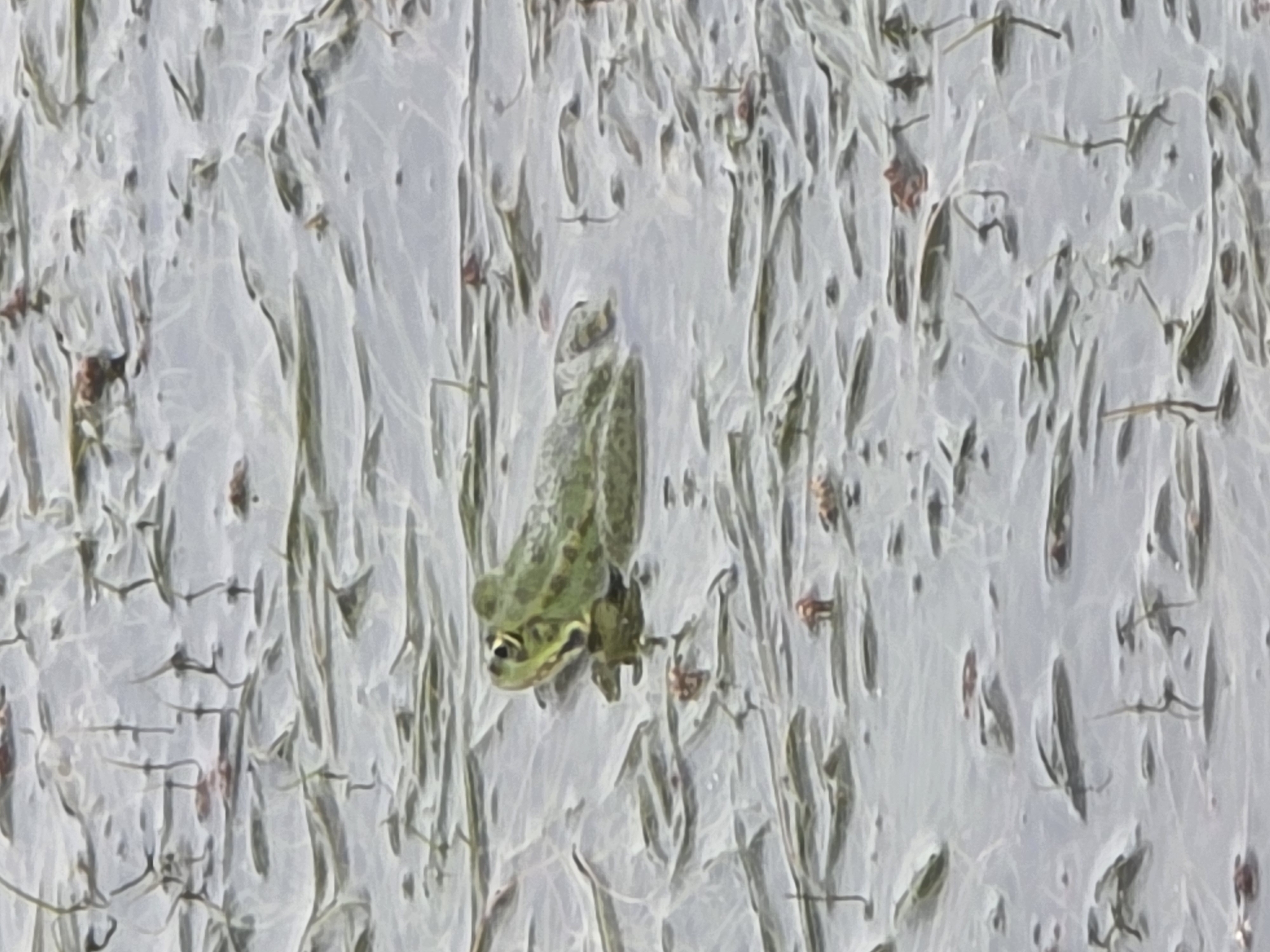 A green frog is affixed to a light-colored vertical surface. The surface appears to be cracked and textured, and contains numerous small, dark objects. The location is Unknown, Unknown.