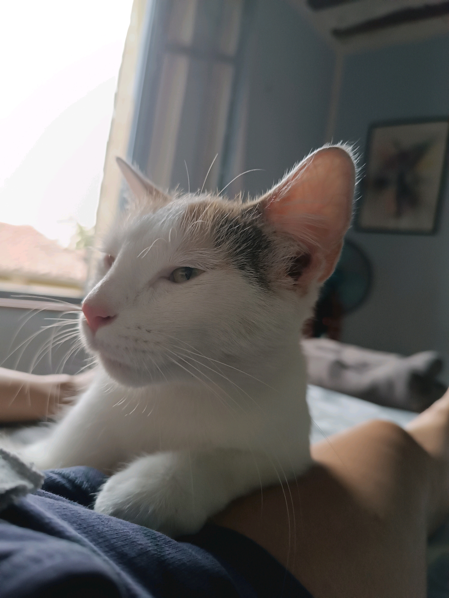 A medium shot captures a white and tan cat with closed eyes resting on someone's lap. The cat's face is turned to the left, with its pink nose and long white whiskers prominently displayed. Sunlight streams in from the left, creating a bright highlight on the cat's fur and illuminating its semi-transparent ears. The background is softly out of focus, showing a window with a blurred view of what appears to be a street scene in Viadana, Italy, and a wall with a framed picture. The person's legs, clad in dark blue fabric on the left and bare skin on the right, form the base of the composition, suggesting a relaxed indoor setting.