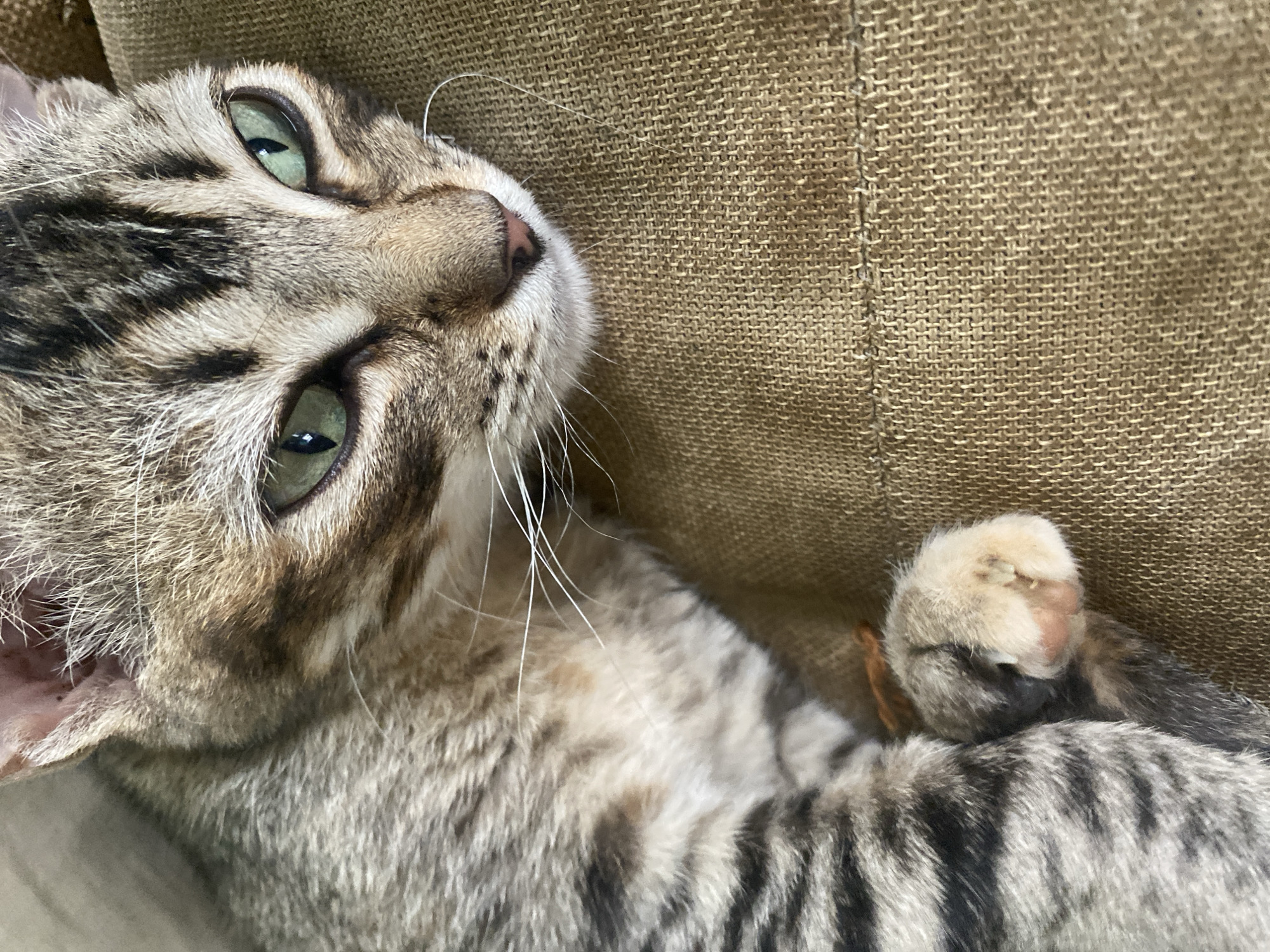 A close-up, high-angle shot depicts a tabby cat lying on a textured, beige fabric surface. The cat's head is tilted upwards, showcasing its green eyes, a pink nose, and white whiskers. Its fur is a mix of gray, brown, and black stripes. One paw is visible near its body. The image does not contain information about Tinaquillo, Venezuela.