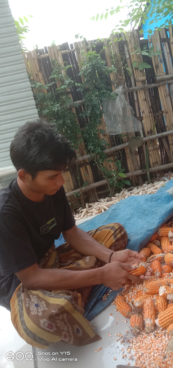 A young male individual, wearing a black "GIDANG" t-shirt and a brown, yellow, and blue patterned sarong-like garment, is seated on a light-colored surface, possibly concrete or tile, engaged in shelling corn. His hands are positioned over a pile of orange corn cobs, some with kernels still attached, and loose white and pale yellow corn kernels scattered on a blue tarp and the ground. To his left, a stack of white corn cobs without kernels is visible. The background features a vertical bamboo fence overgrown with green foliage and a small tree. A clear plastic bag hangs on the fence. A corrugated metal sheet structure is partially visible on the far left. The scene takes place outdoors in Brumbungan Kidul, Indonesia.