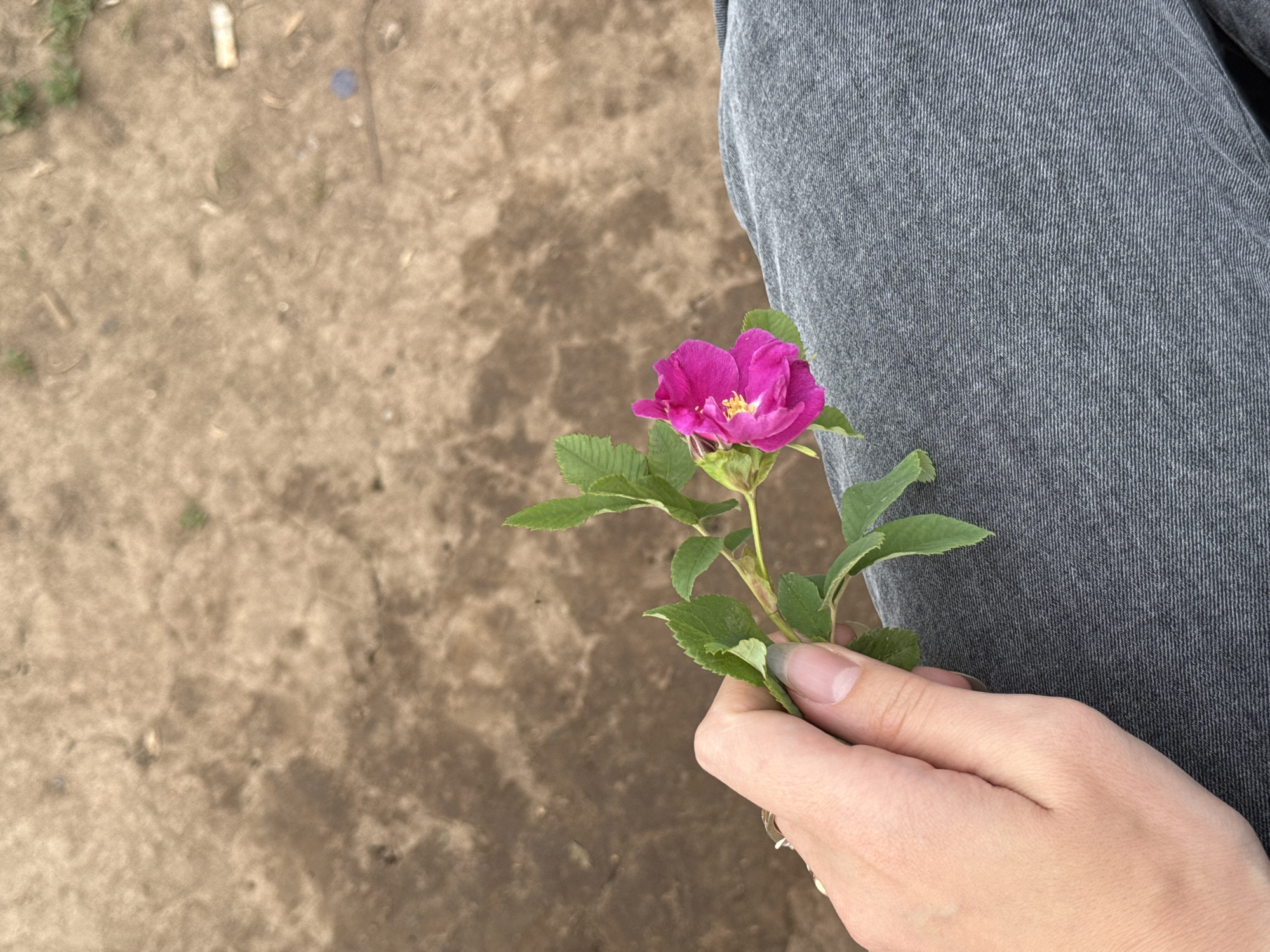 The image presents a close-up, high-angle view of a person's hand holding a single vibrant pink flower with green leaves. The flower features bright yellow stamens at its center and appears to be a wild rose or a similar species. The hand, with naturally manicured nails, cradles the flower's stem and a small cluster of leaves.
To the right side of the frame, a segment of textured, dark grey denim fabric is visible, indicating the person is likely wearing jeans. The background is an out-of-focus expanse of earthy, light brown ground, suggesting an outdoor setting. The ground appears uneven, with scattered small debris and hints of dried vegetation, characteristic of an unpaved or natural area.
The lighting is soft and natural, implying daylight, possibly under an overcast sky, as there are no harsh shadows. The primary activity depicted is the act of holding the picked flower. No specific event or strong emotions are conveyed beyond a simple interaction with nature. There is no visible text in the image. The setting is likely an outdoor location in Костоваты, Russia, consistent with the earthy background and the type of flower.