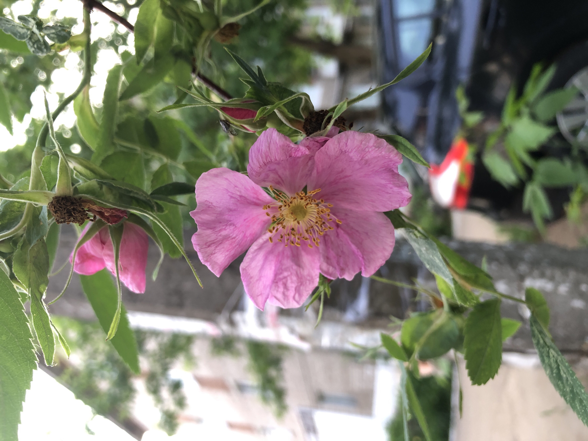 The image shows a pink dog rose in full bloom, with another rose in bud in the background. The flower has a yellow center and is surrounded by green leaves and stems. Behind the rose, a blurry cityscape can be seen. The city is likely Chaikovsky, Russia, based on the prompt. A parked car is partially visible in the background.