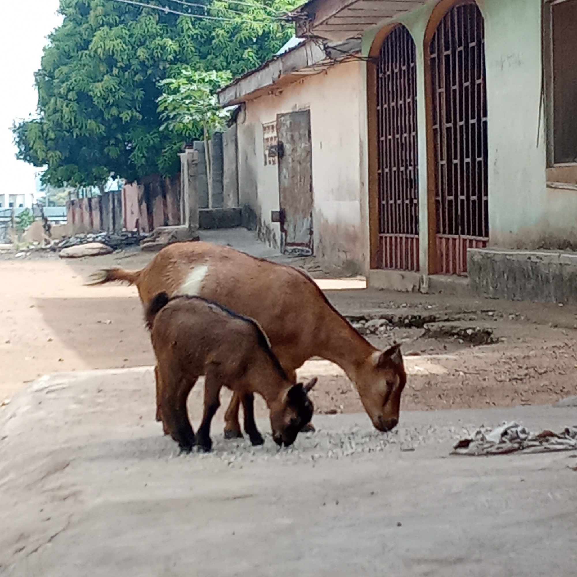 In Akwanga, Nigeria, an adult brown goat with a white marking on its back and a smaller, dark brown goat stand on a concrete surface, likely a street or sidewalk. They are both eating something scattered on the ground. Behind them is a weathered building with a metal security gate covering arched doorways. A tree with dense green foliage is visible in the background. The overall scene suggests an urban or semi-urban setting with livestock present.