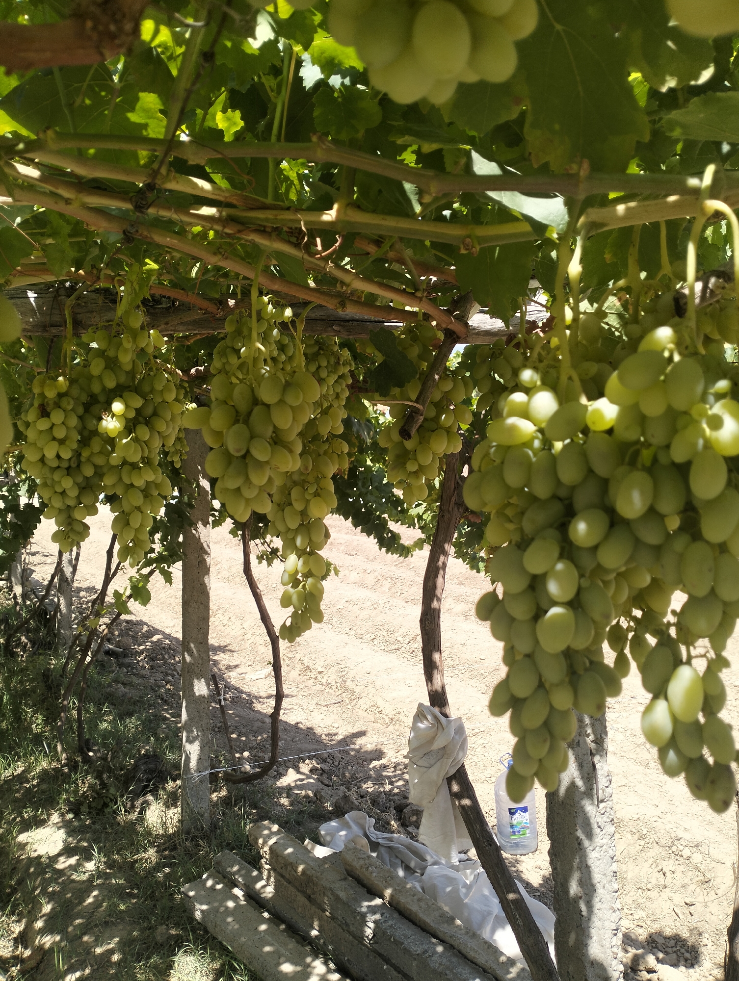 This image depicts a close-up view of a vineyard in Aktam (Tashminvody), Uzbekistan. Numerous bunches of ripe, pale green grapes hang from the vines, illuminated by sunlight filtering through the leaves. The vines are supported by wooden beams and concrete posts. In the background, dry, sandy soil and sparse vegetation are visible. A white plastic water bottle with a blue cap is placed on the ground near one of the concrete posts. The scene suggests a warm, sunny day, typical of a grape-growing region. There are no people visible in the image.