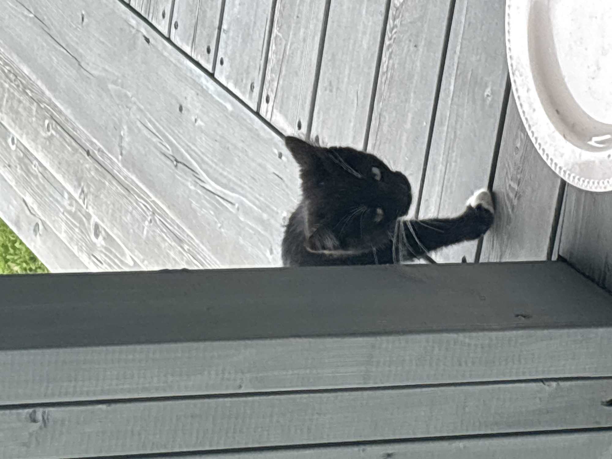 A black cat with white paws and chest peeks around a gray wooden post onto a gray wooden deck. The cat is looking towards the camera with its head tilted. The deck is constructed of planks laid diagonally. In the foreground, a white, circular dish with a decorative rim is visible on the deck. The background shows a blur of green grass. This scene is not located in Zvenigorod, Russia.