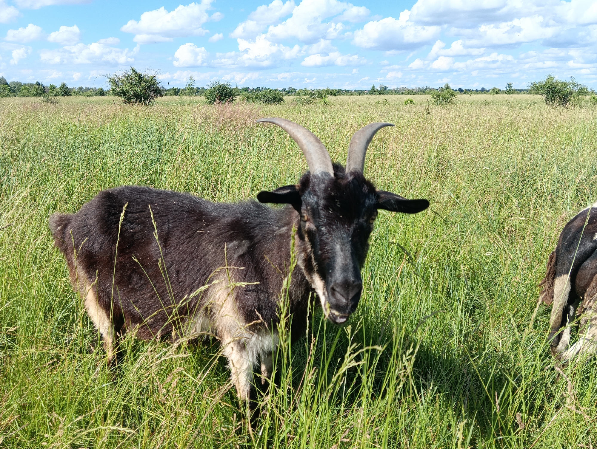 In a grassy field under a partly cloudy blue sky, a black goat with curved horns stands facing forward. The goat's coat is dark on its back and sides, transitioning to lighter tan on its underside. Its head is angled slightly downward, and its tongue is visible. Another goat, partially visible on the right side of the frame, appears to be grazing. The field is filled with tall green grass and some yellowed stalks, with scattered trees and bushes in the background. The scene is set in an outdoor environment with natural lighting.