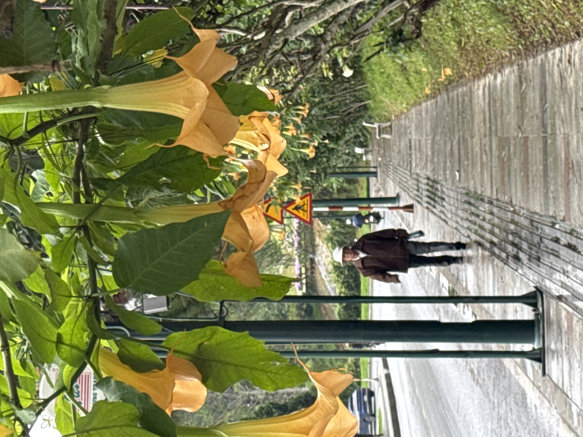 The image, when properly oriented, captures a tranquil street scene in Phường Xuân Hương, Đà Lạt, Vietnam. The foreground on the left is filled with large, pendulous, bell-shaped flowers in shades of yellow and orange-yellow, characteristic of Angel's Trumpet (Brugmansia), nestled among vibrant green leaves.
To the right, a paved sidewalk or pathway, constructed from rectangular grey stones, recedes into the distance. A lone individual walks along this path, moving away from the viewer. They are dressed in a dark brown jacket, dark trousers, and a light-colored hat, and appear to be carrying an item in their left hand. Dark green poles, likely streetlights or structural supports, line the edge of the sidewalk. Further along the path, two yellow triangular warning signs with red borders are partially visible amidst the foliage, indicating caution or road work ahead.
Beyond the sidewalk, a grassy verge separates the path from a wet street or road, suggesting recent rain. The area is rich with green trees and vegetation, contributing to the lush ambiance. The background consists of more blurred greenery and indistinct urban structures.
The scene depicts a quiet, overcast day, with diffused natural light. The presence of the distinctive flowers and abundant greenery aligns with the known natural beauty of Đà Lạt. No explicit text is discernible apart from the symbols on the warning signs.