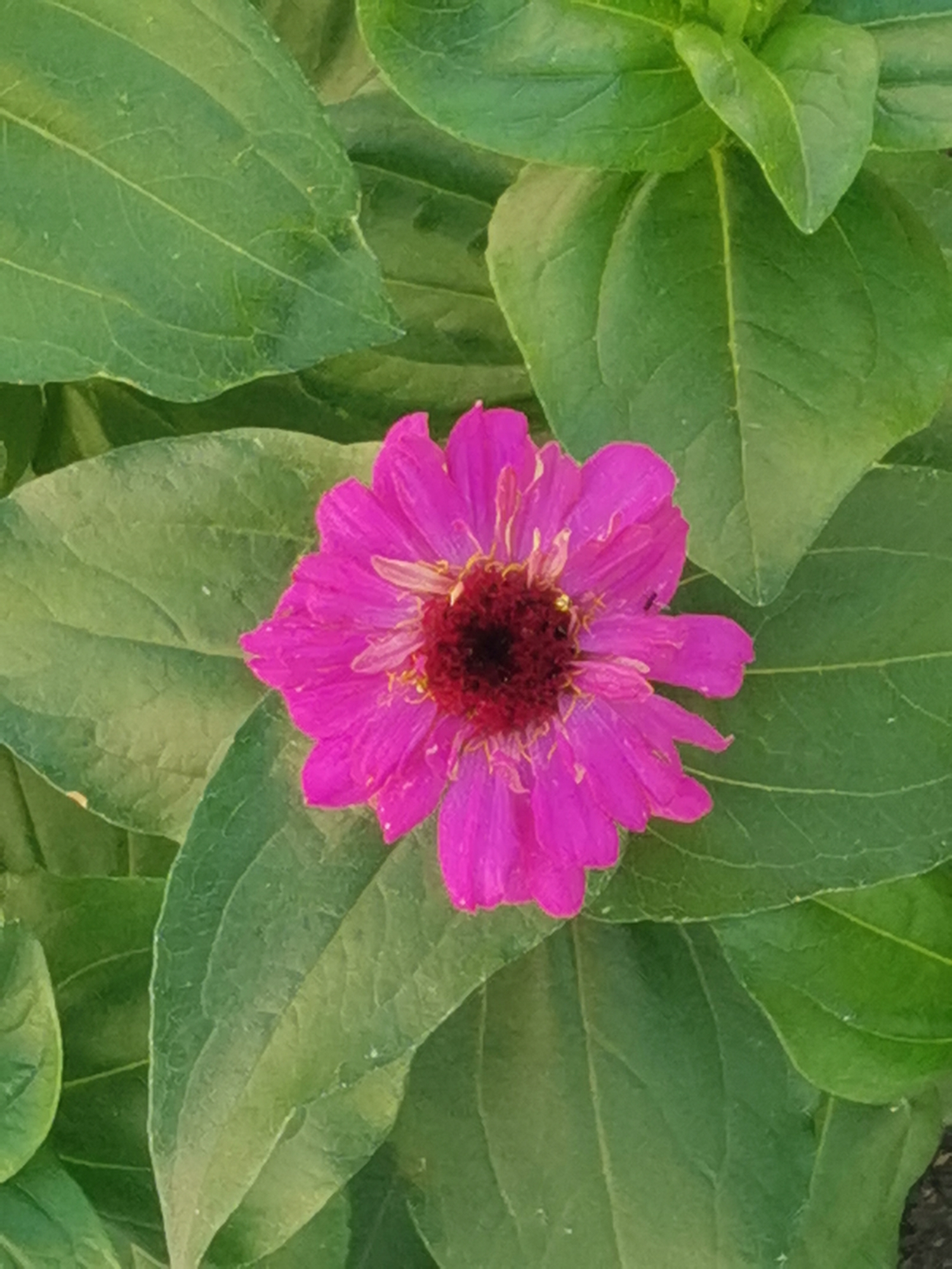 The image is a close-up, top-down view of a single, vibrant pink zinnia flower with a dark reddish-brown center, set against a backdrop of lush green leaves. The flower's petals are layered and slightly ruffled, with some appearing to be in various stages of opening. The leaves are broad and have visible veins. The lighting suggests it is daytime, and the image quality indicates it was likely taken with a smartphone. No specific location in Kubina, Russia, can be determined from the visual information provided.