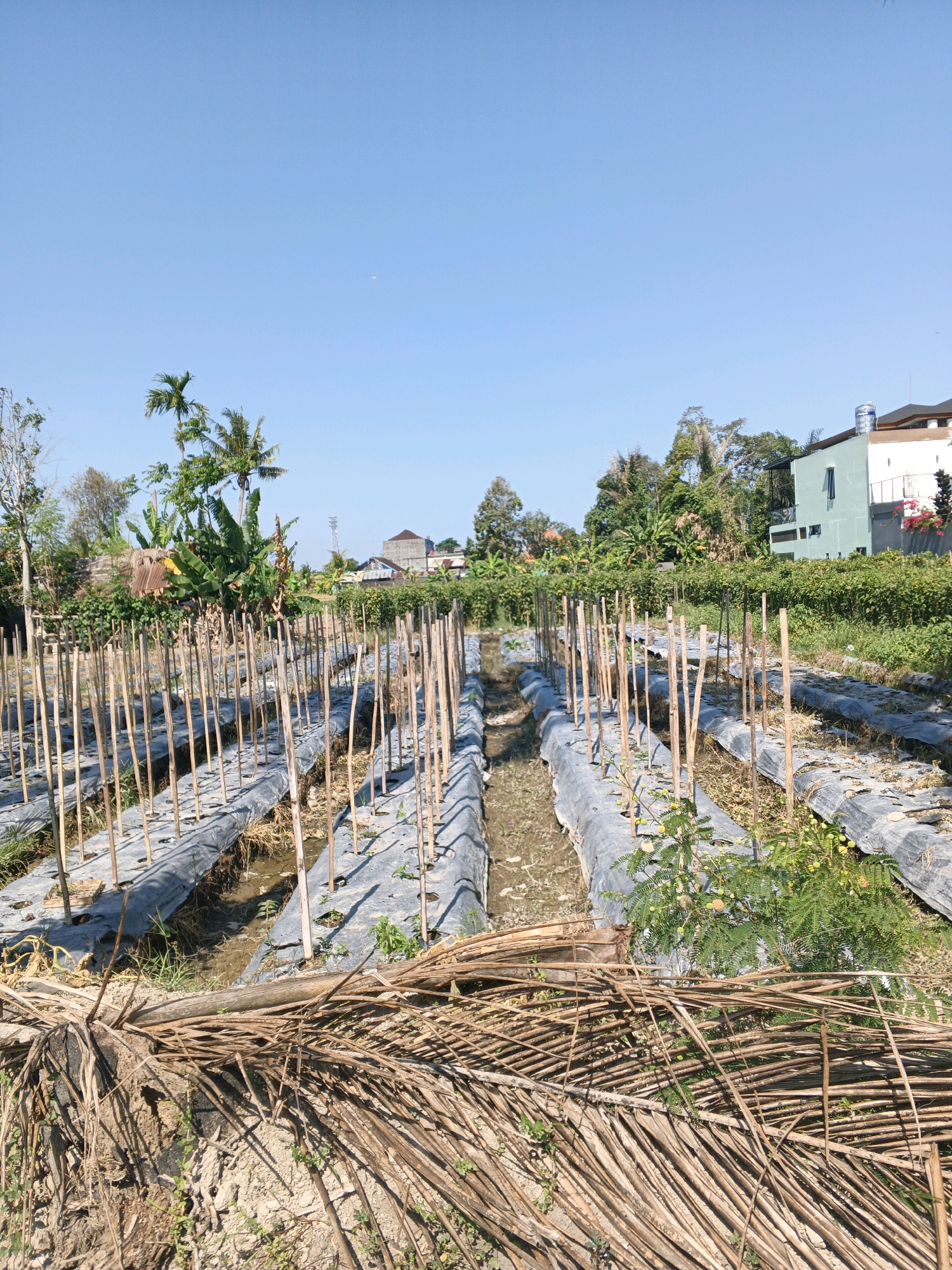 The image depicts a field with rows of young plants being cultivated, likely in Abiansemal, Indonesia. The field is prepared with black plastic mulch covering the soil, with bamboo stakes forming a support structure for the plants. Small, green plants are visible growing through openings in the mulch, and some appear to have small yellow flowers. In the foreground, a pile of dry, brown plant debris, possibly palm fronds, lies on the ground. Behind the field, there is lush vegetation, including banana trees and palm trees, and a modern building with light green and white walls. The sky is clear and blue, indicating a sunny day. There are no people visible in the image. The scene suggests an agricultural setting in a tropical environment.