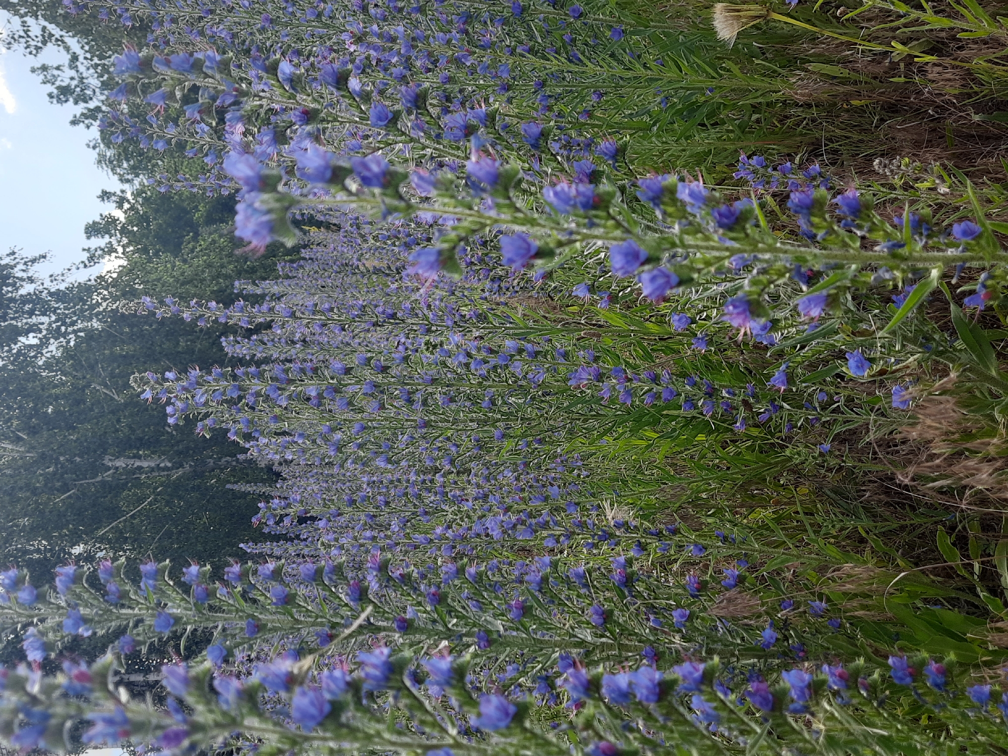 In Horishni Plavni, Ukraine, a field of blooming blue wildflowers, likely Viper's-bugloss (Echium vulgare), dominates the foreground and mid-ground. The flowers are densely packed, with tall, slender stalks topped with clusters of small, vibrant blue blossoms. The stalks are covered in fine hairs and interspersed with green leaves. In the background, a line of trees with lush green foliage forms a natural border, with a sliver of pale blue sky visible above. The ground beneath the flowers is covered in dry grass and other low-lying vegetation, suggesting a natural or semi-wild setting. The lighting indicates it is daytime, likely late afternoon given the soft quality of the light filtering through the trees. There are no people or animals visible in the image.
