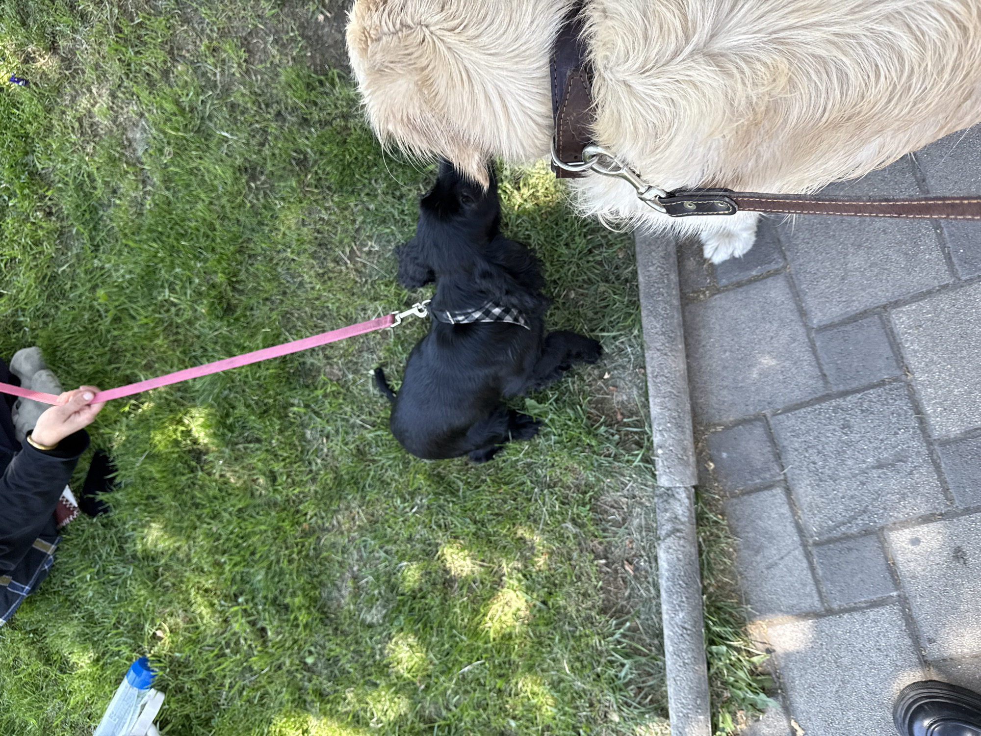 An overhead photograph depicts an outdoor scene featuring two dogs, a partially visible person, and ground surfaces comprising grass, a concrete curb, and interlocking pavers.
**Environment:** The upper and left portions of the image are dominated by a verdant grass lawn with several sparse, worn patches of exposed earth. A narrow, rough-textured grey concrete curb delineates the grassy area from a paved surface made of grey interlocking concrete pavers, which occupies the bottom and right side of the frame. Direct sunlight creates distinct shadows on the grass.
**People:** In the top-left quadrant, the forearm and hand of a person are visible, holding a pink fabric leash. The person wears a dark long-sleeved garment and trousers with a plaid pattern. A gold-colored bangle is present on their wrist. A dark shoe, possibly a loafer or boot, is visible on the pavers in the bottom-left corner.
**Subjects (Animals):**
1. **Black Dog:** A small, black, long-haired dog, consistent with a Spaniel-type breed, is positioned on the grass. It wears a black and white checkered harness, which is connected to the pink leash held by the person. Its head is turned towards the larger, lighter-colored dog, with its snout in close proximity to the larger dog's head, indicating an interaction.
2. **Lighter-Colored Dog:** On the right side of the image, partially visible from behind and the side, is a larger dog with long, shaggy, light blonde or cream-colored fur, resembling a Golden Retriever or similar long-haired breed. It wears a thick, dark brown leather collar, to which a dark brown leather leash is attached via a metal snap hook. A portion of its front paw is visible on the pavers.
**Objects:** A transparent plastic water bottle with a blue cap and a white plastic holder is situated on the grass in the top-left.
**Actions/Interactions:** The black dog, controlled by a person via a pink leash, is observed interacting with the larger, lighter-colored dog, possibly by sniffing or greeting it. The lighter-colored dog is also on a leash, though the person holding its leash is not fully within the frame.
**Location Detail:** There are no specific architectural, geographical, or unique cultural elements visible within the image that allow for the definitive identification of the location as Yerevan, Armenia.