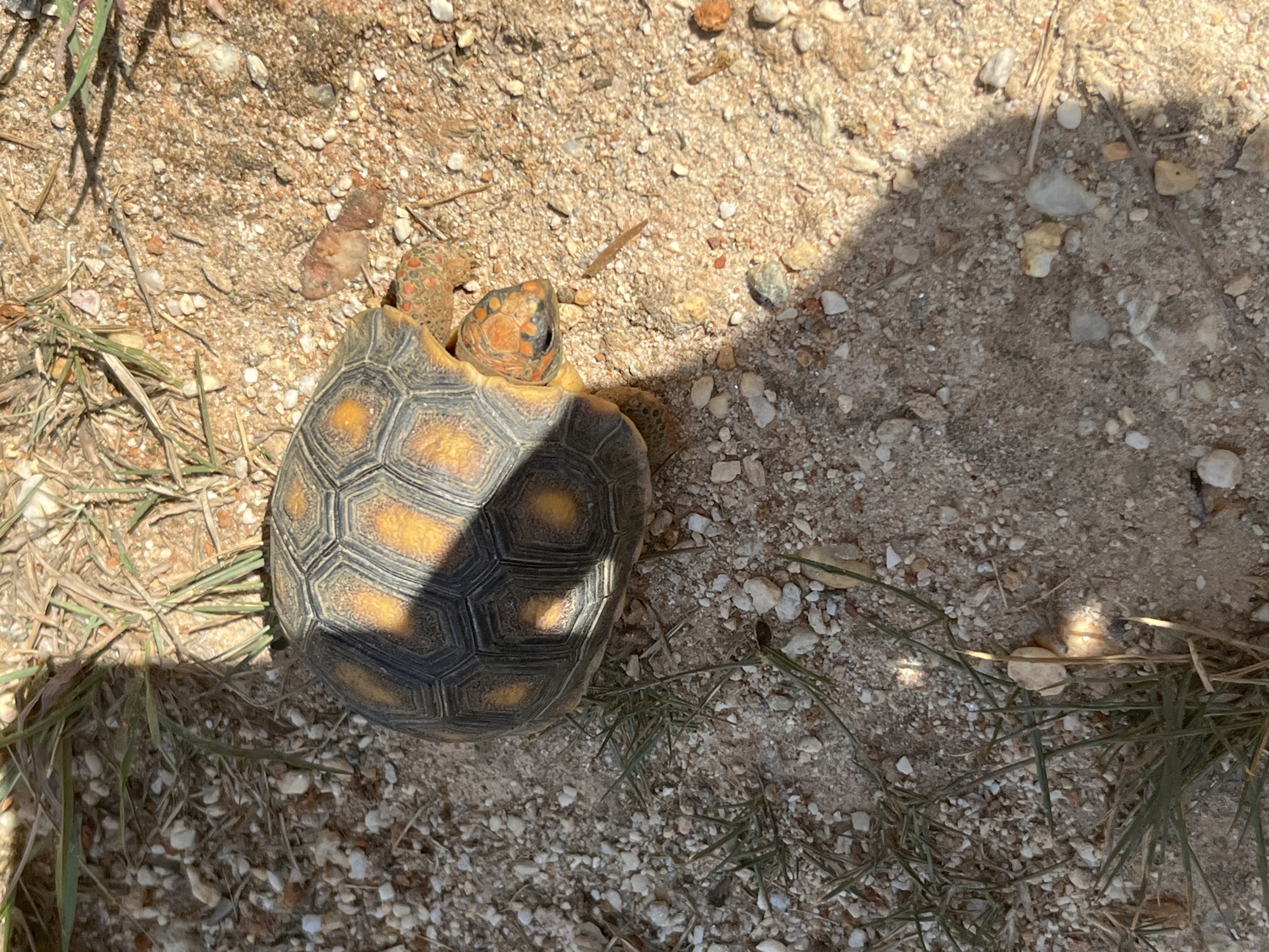 A small red-footed tortoise is situated on sandy soil and sparse grass, partially obscured by a shadow, potentially photographed in Tinaquillo, Venezuela. The tortoise's carapace has a dark base with yellow markings. The ground is a mix of sand, small pebbles, and dry vegetation.