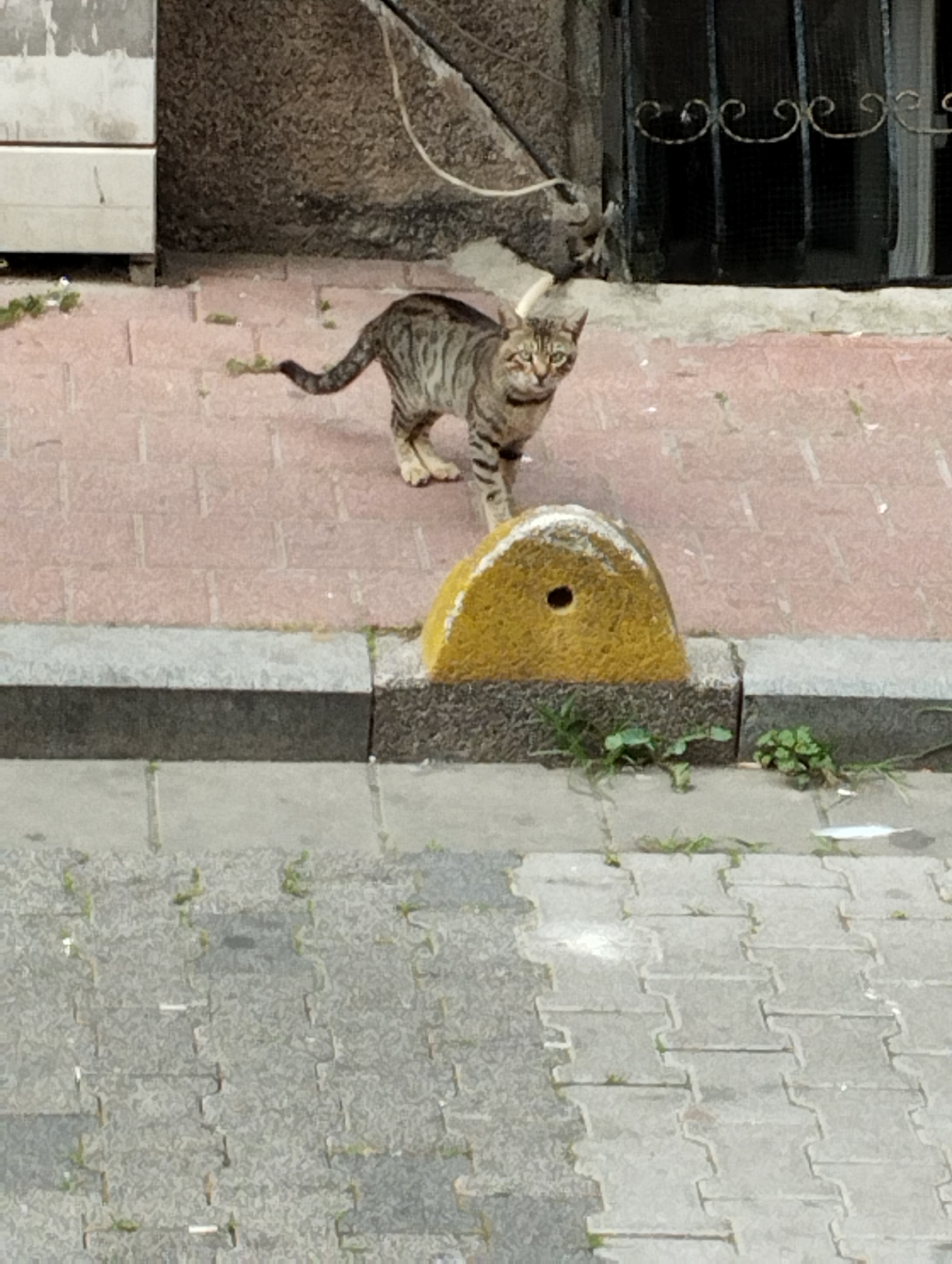 A tabby cat stands on a reddish-brown brick sidewalk next to a yellow concrete bollard with a hole in it. The cat is facing the camera with its head tilted. Behind the cat, there is a textured wall and a barred window. The sidewalk is bordered by a concrete curb. The area appears to be an outdoor urban setting in Istanbul, Turkey.