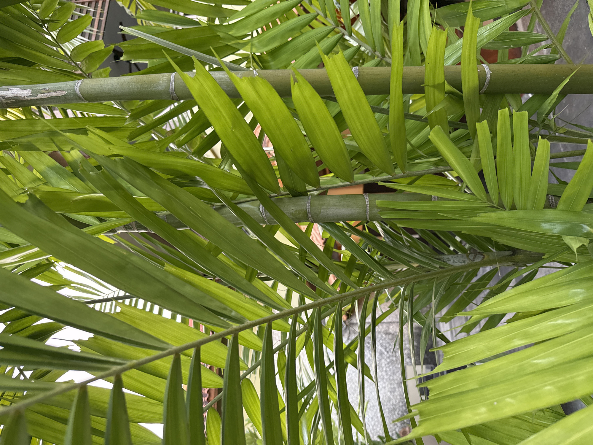 This close-up, vertically oriented photograph presents a vibrant display of dense, green foliage. The scene is dominated by numerous long, narrow palm leaves and several thick, segmented green stems that strongly resemble bamboo stalks. These prominent stems feature distinct nodes marked with whitish or silvery rings and are positioned horizontally across the frame. The bright green leaflets form dense fronds, with some individual leaves showing torn or serrated edges, indicating natural wear or minor damage.
Natural daylight brightly illuminates the plants, suggesting it is daytime with clear weather, as light filters through the overlapping leaves, creating varied shades of green. Through the gaps in the foliage, blurred elements of the background can be discerned, including parts of a light-colored structure, possibly a building or wall, and a grey, potentially paved or tiled, surface.
There are no people or specific activities depicted. The lush, tropical appearance of the plants is consistent with the provided location context of Kuta Selatan, Indonesia. No visible text is present in the image.
